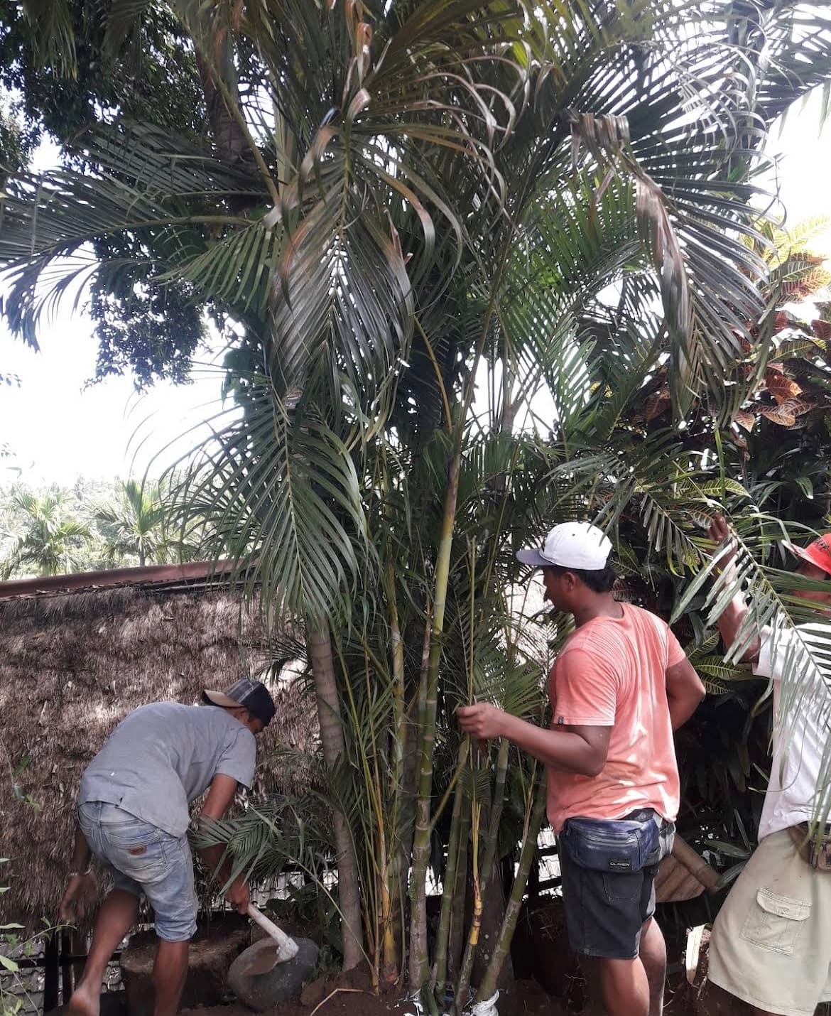Tukang Taman Srikandi Garden – Jasa Pembuatan & Perawatan Taman (1/3)