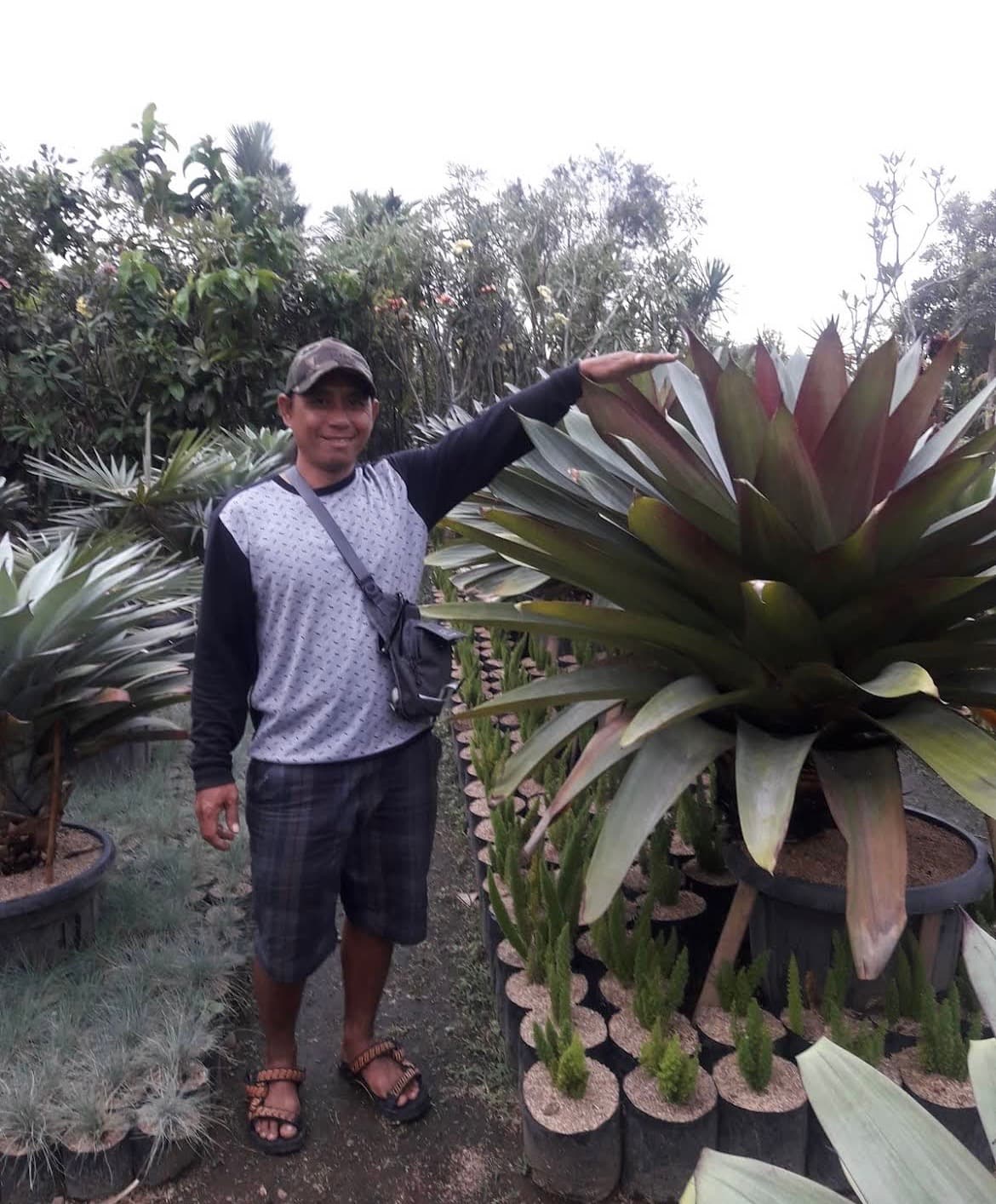 Tukang Taman Srikandi Garden – Garden Creation & Maintenance Services — photo 1