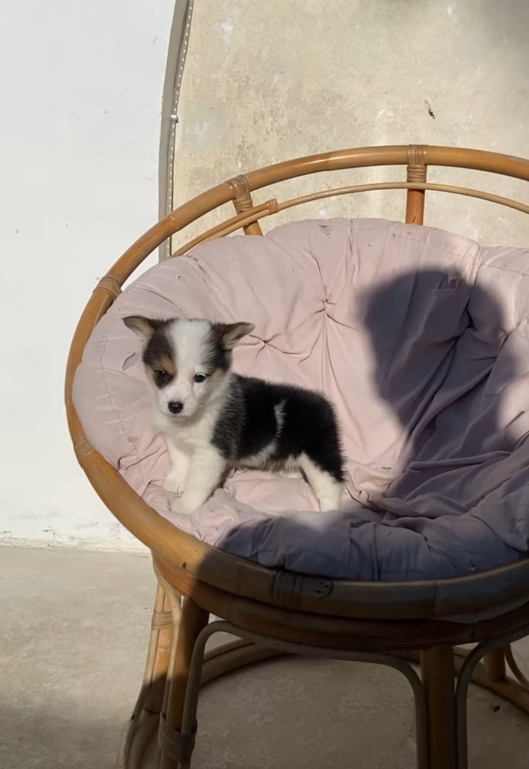PEMBROKE WELSH CORGI (1/3)