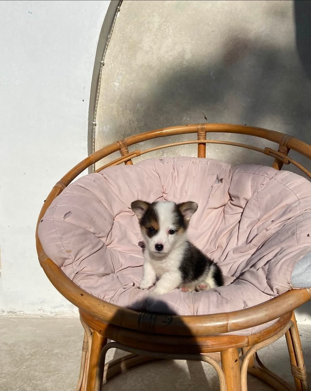 PEMBROKE WELSH CORGI — foto 1