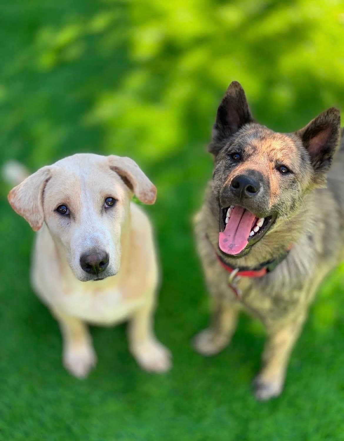 Dastan Dog villa (Pension & Garde d'animaux) (1/3)