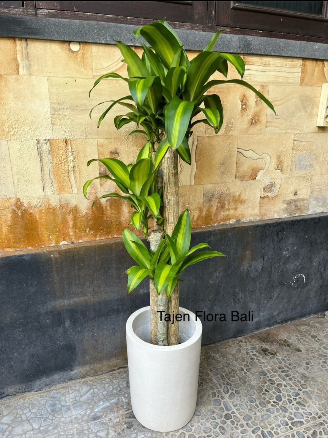 DRACAENA MASSANGEANA / CORN PLANT (1/2)