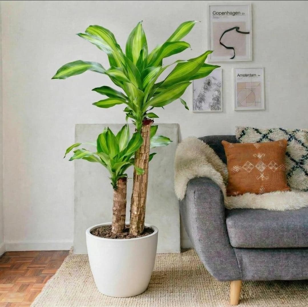 DRACAENA MASSANGEANA / CORN PLANT (1/2)