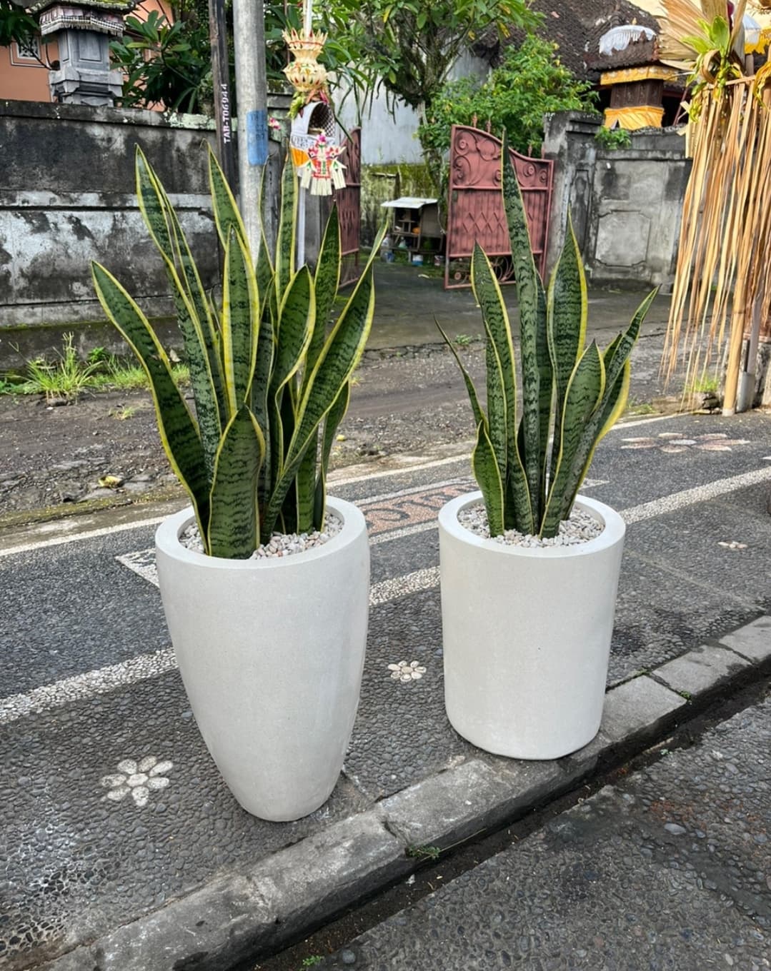 VARIEGATED YELLOW MOTHER-IN-LAW'S TONGUE – SANSEVIERIA (1/3)