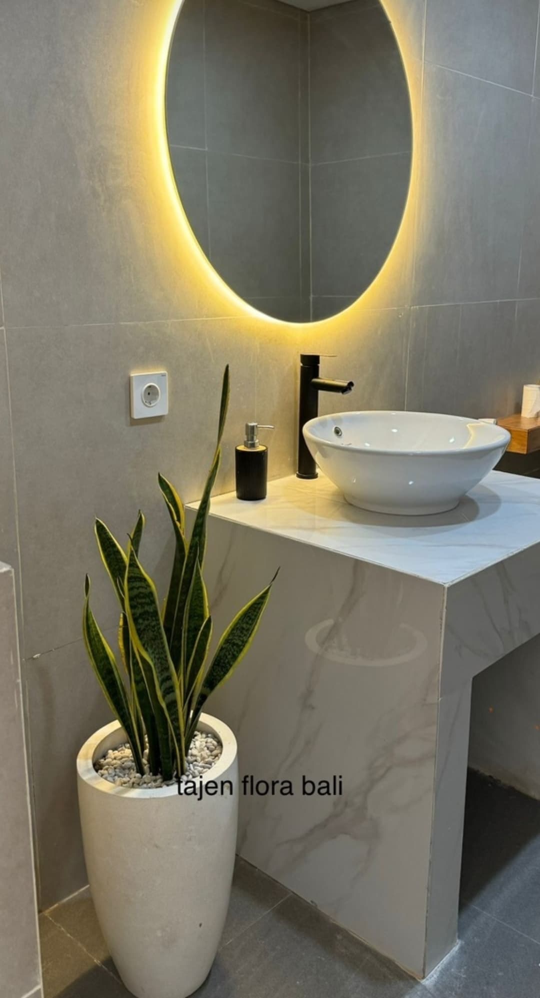 VARIEGATED YELLOW MOTHER-IN-LAW'S TONGUE – SANSEVIERIA (1/3)