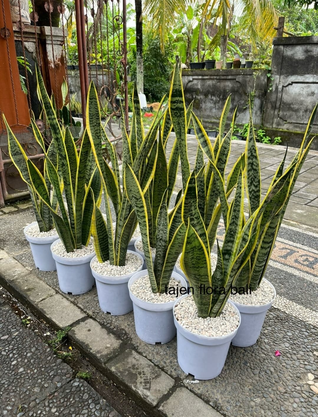 VARIEGATED YELLOW MOTHER-IN-LAW'S TONGUE – SANSEVIERIA (1/3)