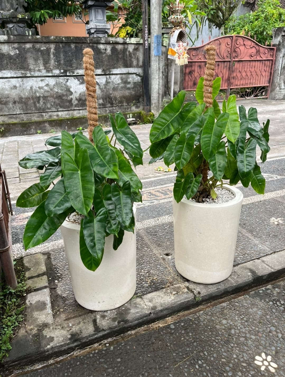 PHILODENDRON JUMBO - READY FOR DECORATION (1/2)