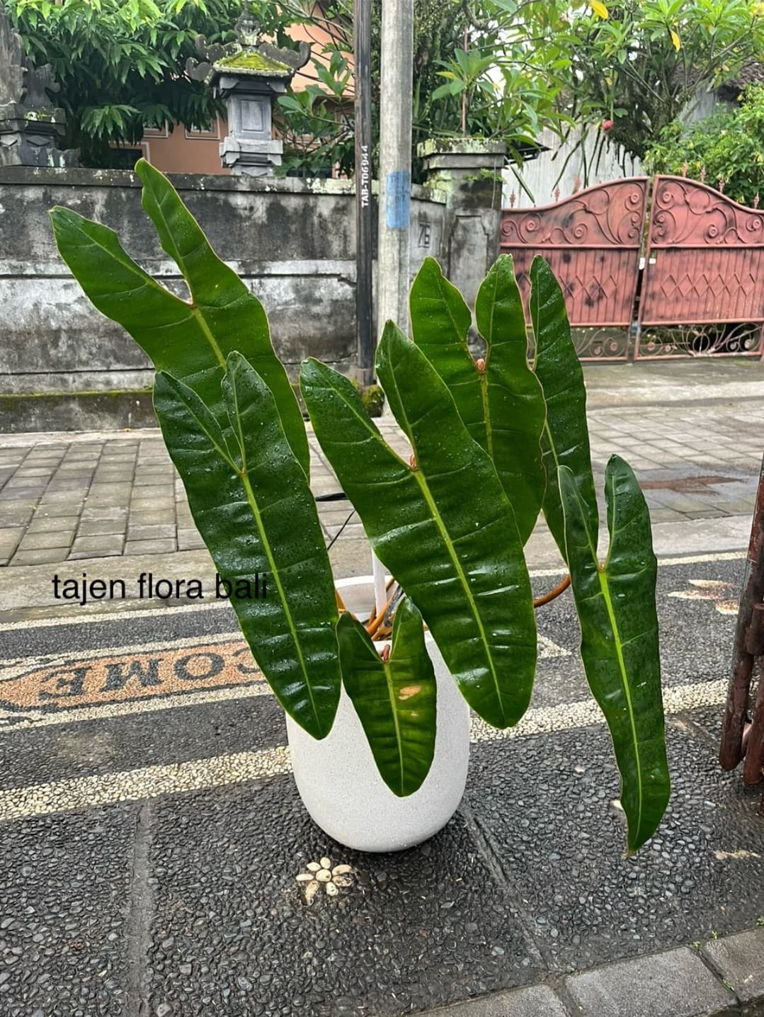 PHILODENDRON JUMBO - READY FOR DECORATION (1/2)