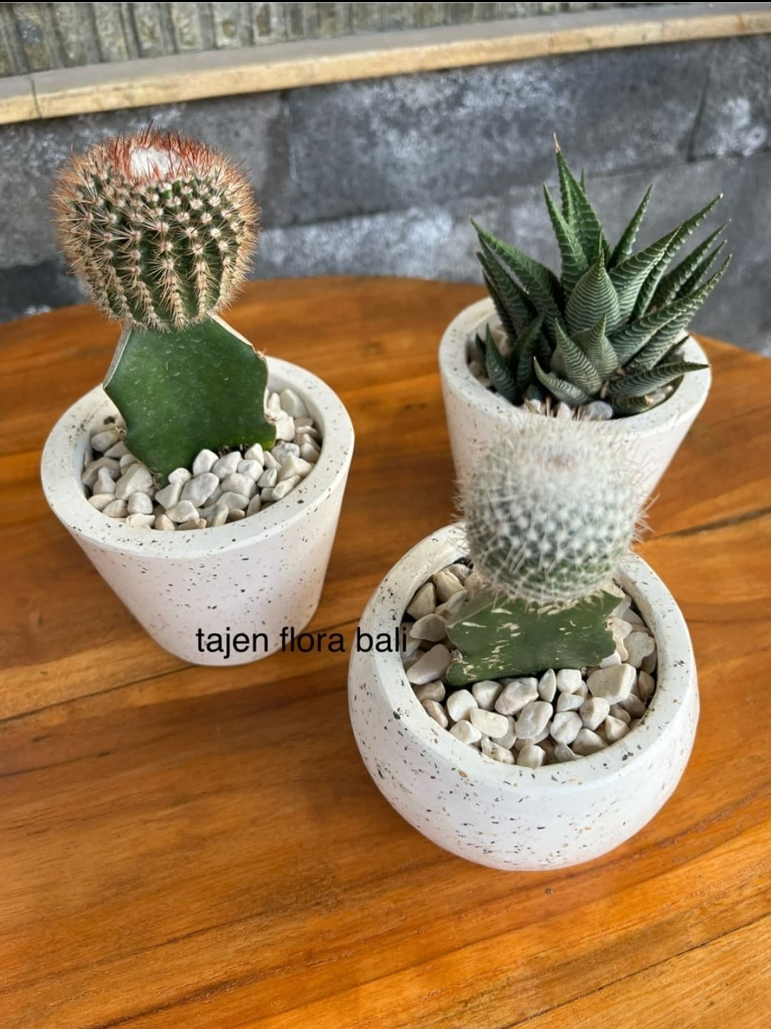 SMALL PLANT, BIG CHARM ! (1/3)