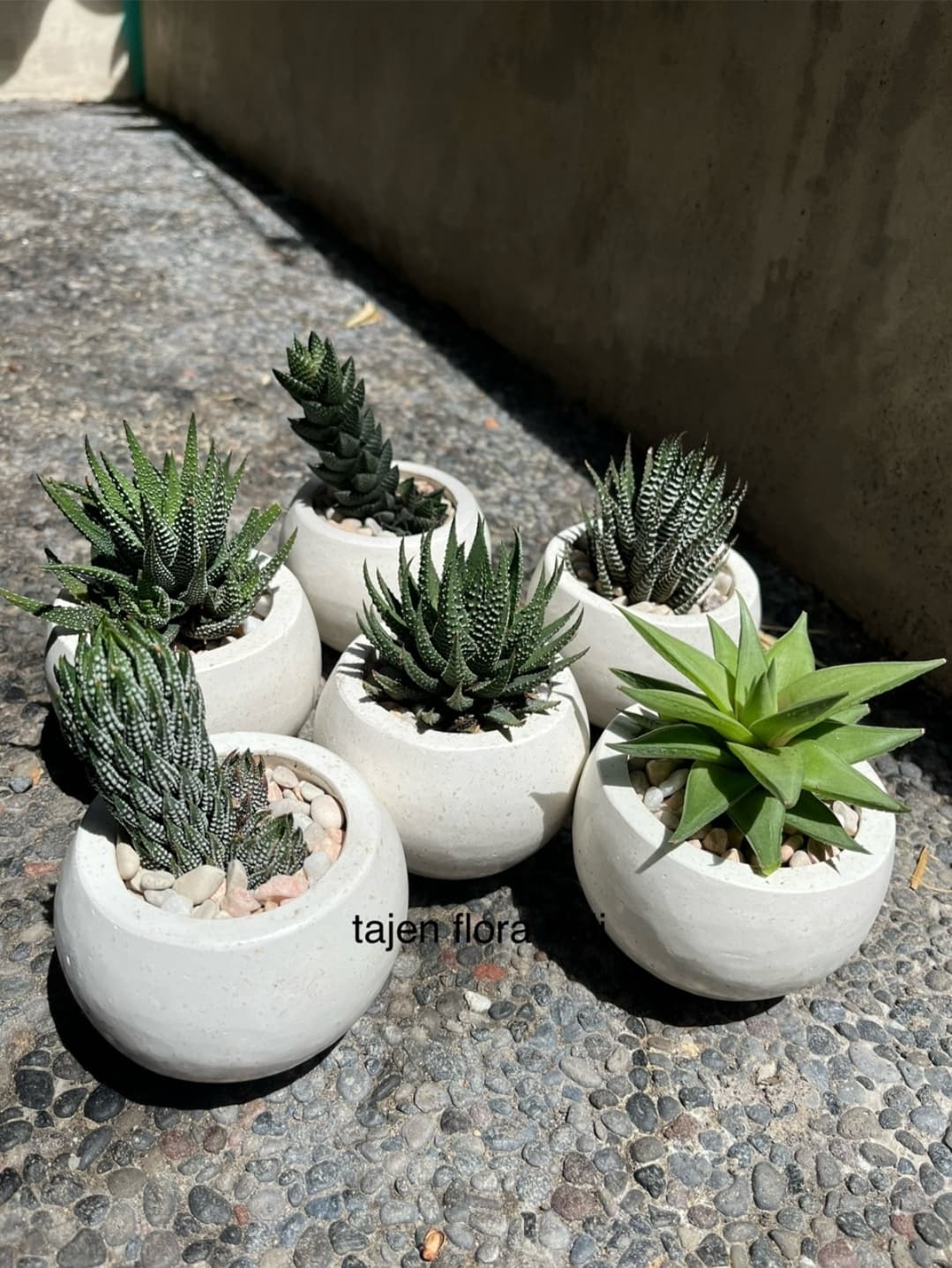 SMALL PLANT, BIG CHARM ! (1/3)