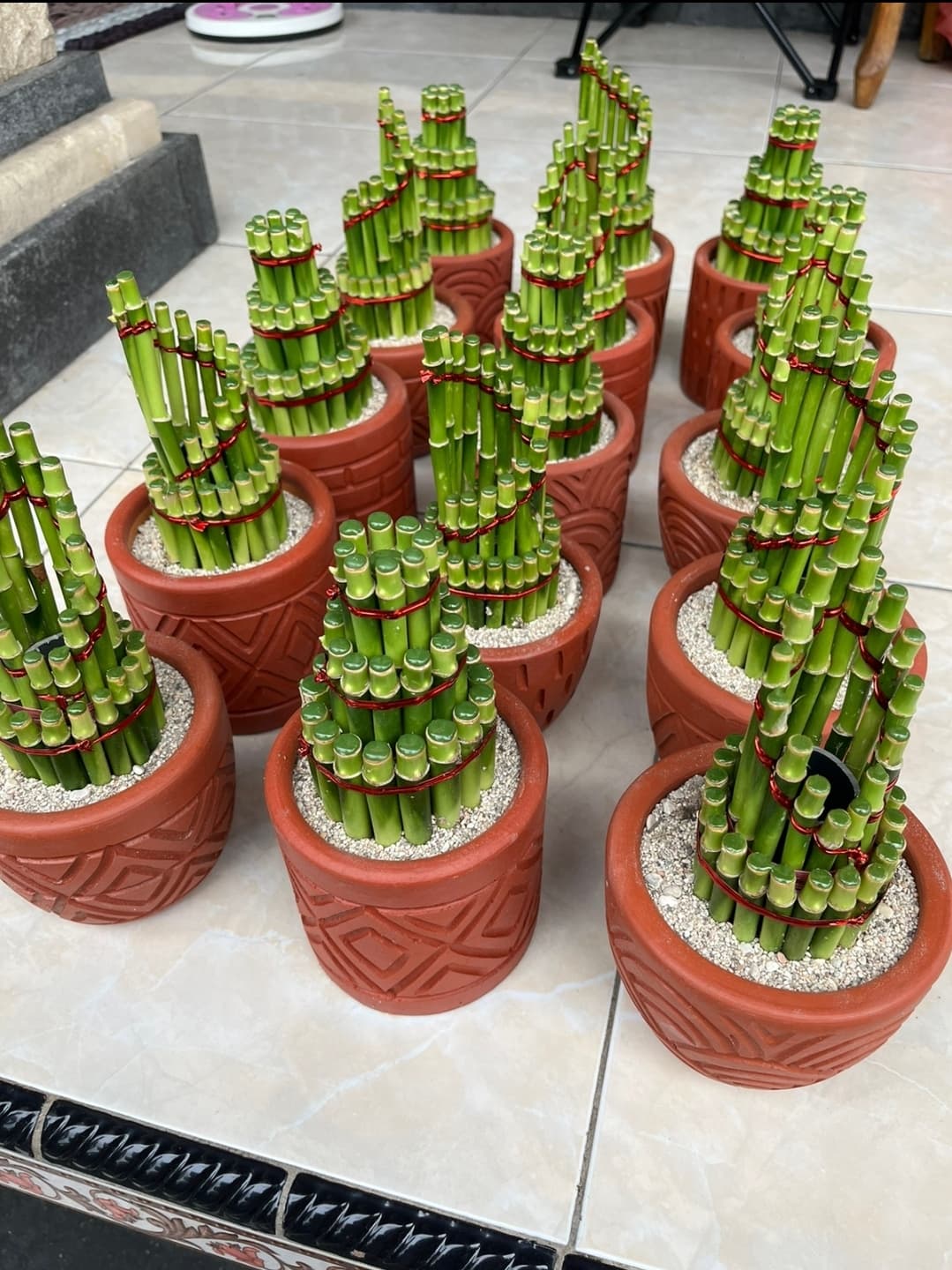 LUCKY BAMBOO / BAMBU REJEKI BERTINGKAT (1/2)