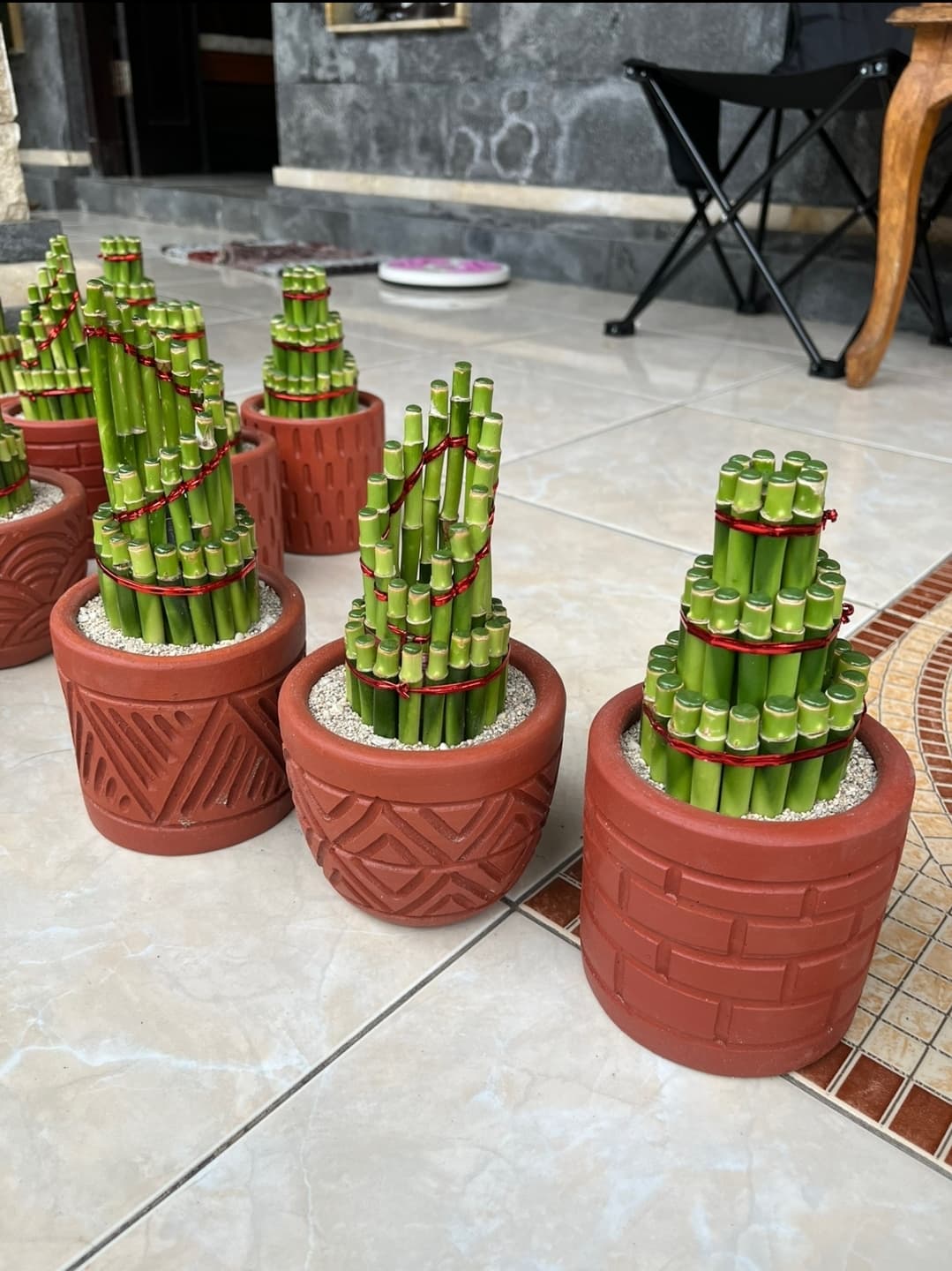 LUCKY BAMBOO / BAMBU REJEKI BERTINGKAT (1/2)