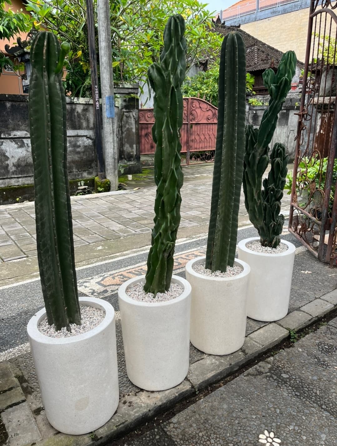 Jumbo Cereus Cactus Unique Columnar Cactus | Outdoor Ornamental Plant | Minimalist Decoration Cactus (1/2)
