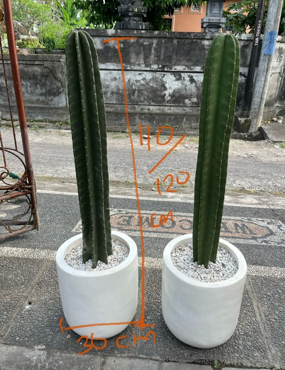 Jumbo Cereus Cactus Unique Columnar Cactus | Outdoor Ornamental Plant | Minimalist Decoration Cactus (1/2)