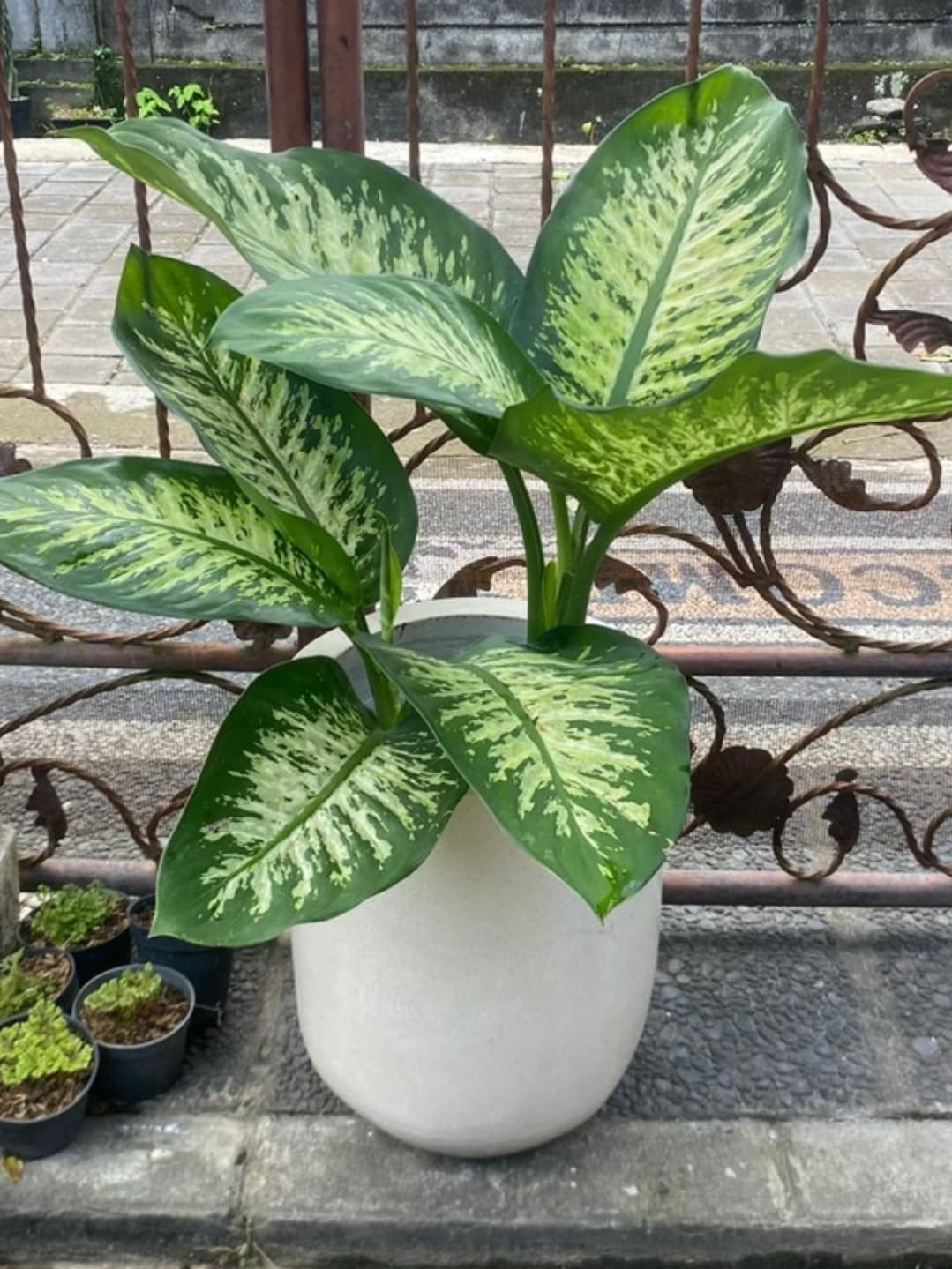 Dieffenbachia Daun Bahagia | Tanaman Hias Indoor | Tanaman Hijau Corak Cantik