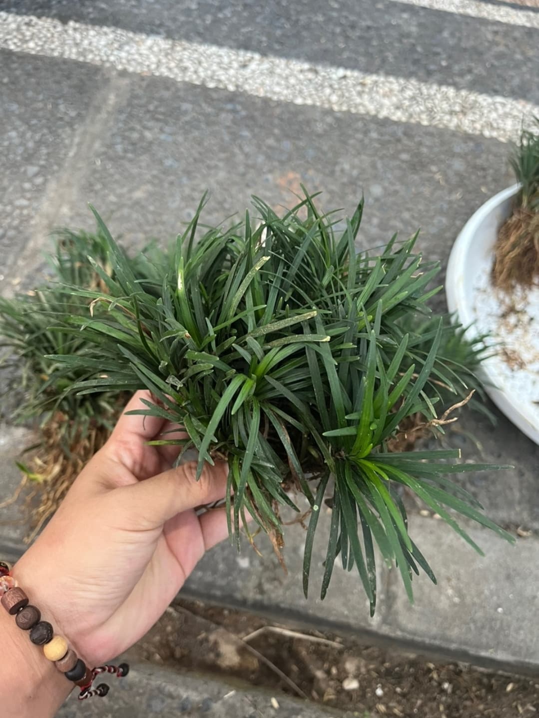 LILI PARIS VARIEGATA - SPIDER PLANT (1/3)