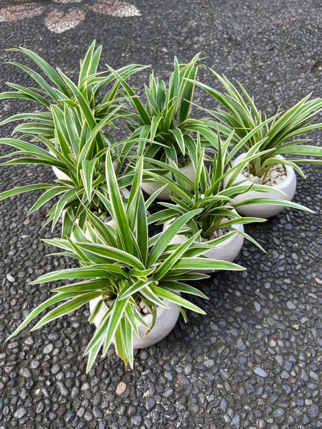LILI PARIS VARIEGATA - SPIDER PLANT (1/3)