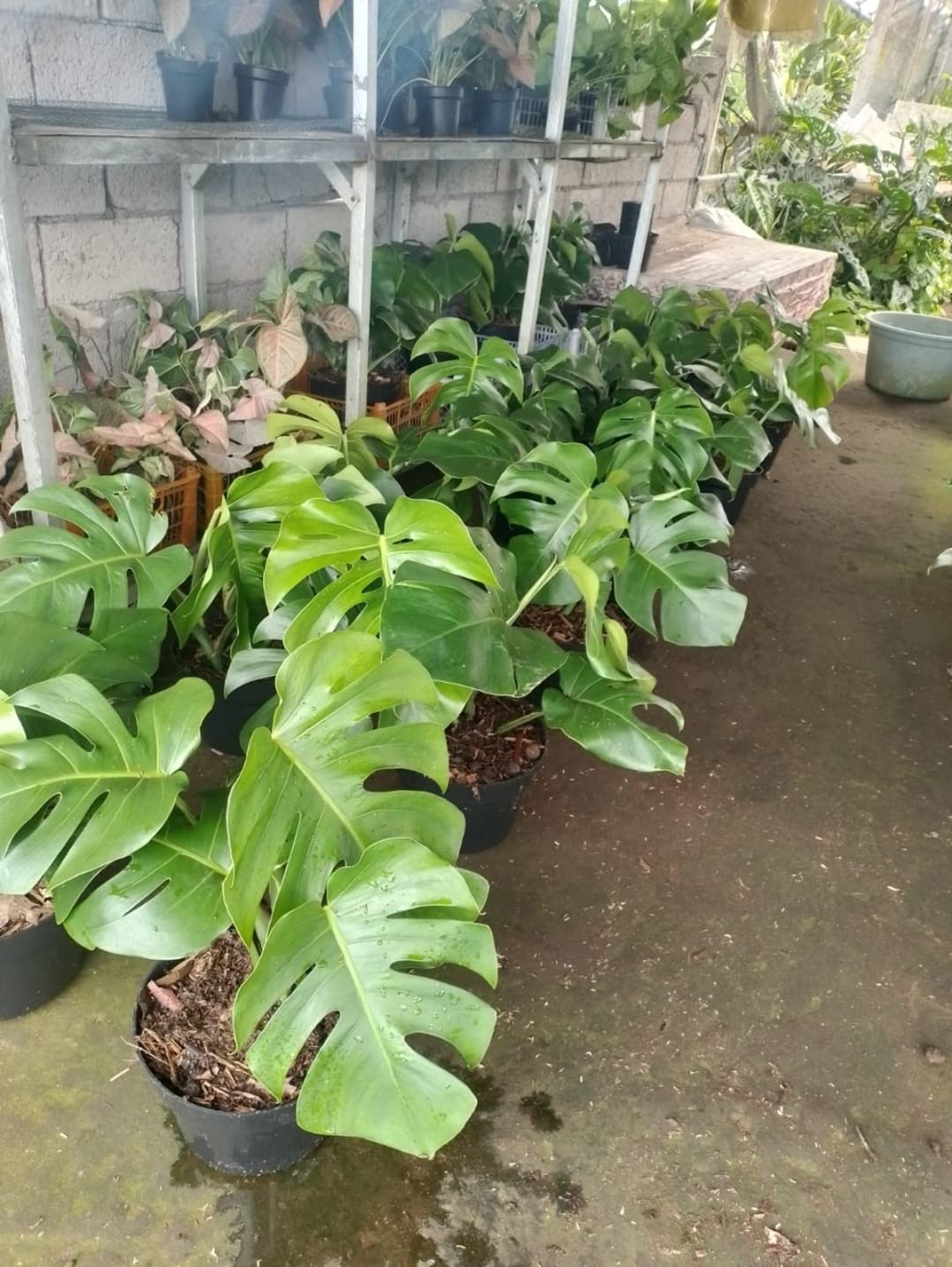 MONSTERA DELICIOSA - PREMIUM ORNAMENTAL PLANT (1/2)