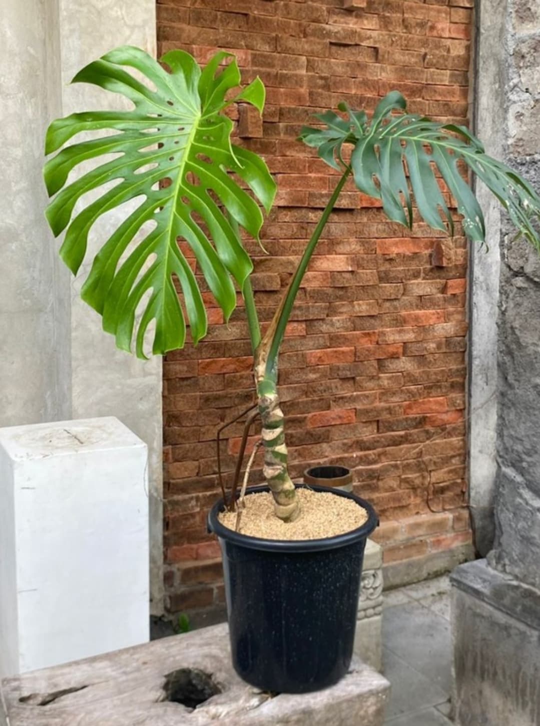 MONSTERA DELICIOSA - PREMIUM ORNAMENTAL PLANT (1/2)
