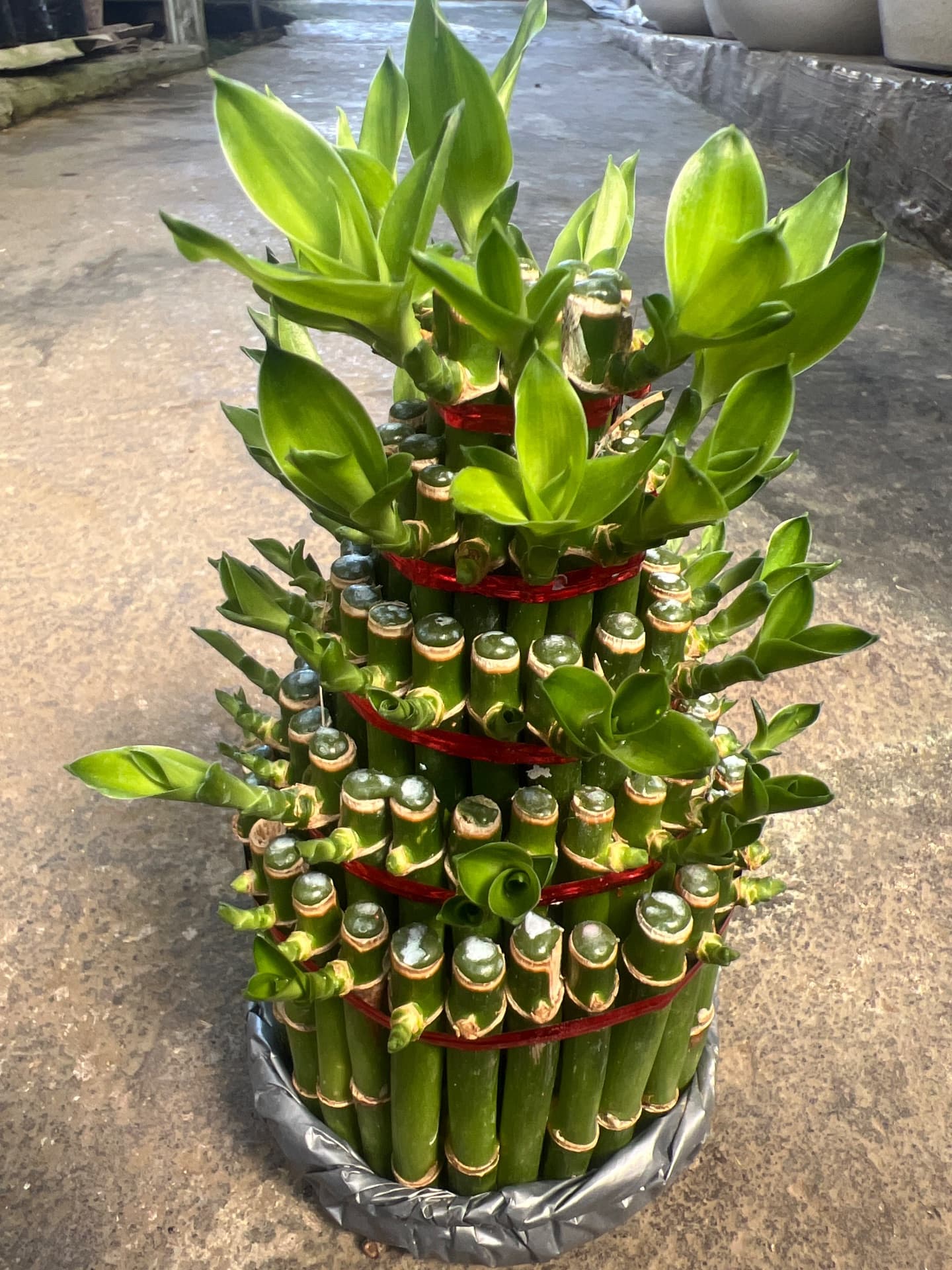 Hoki bamboo — photo 1