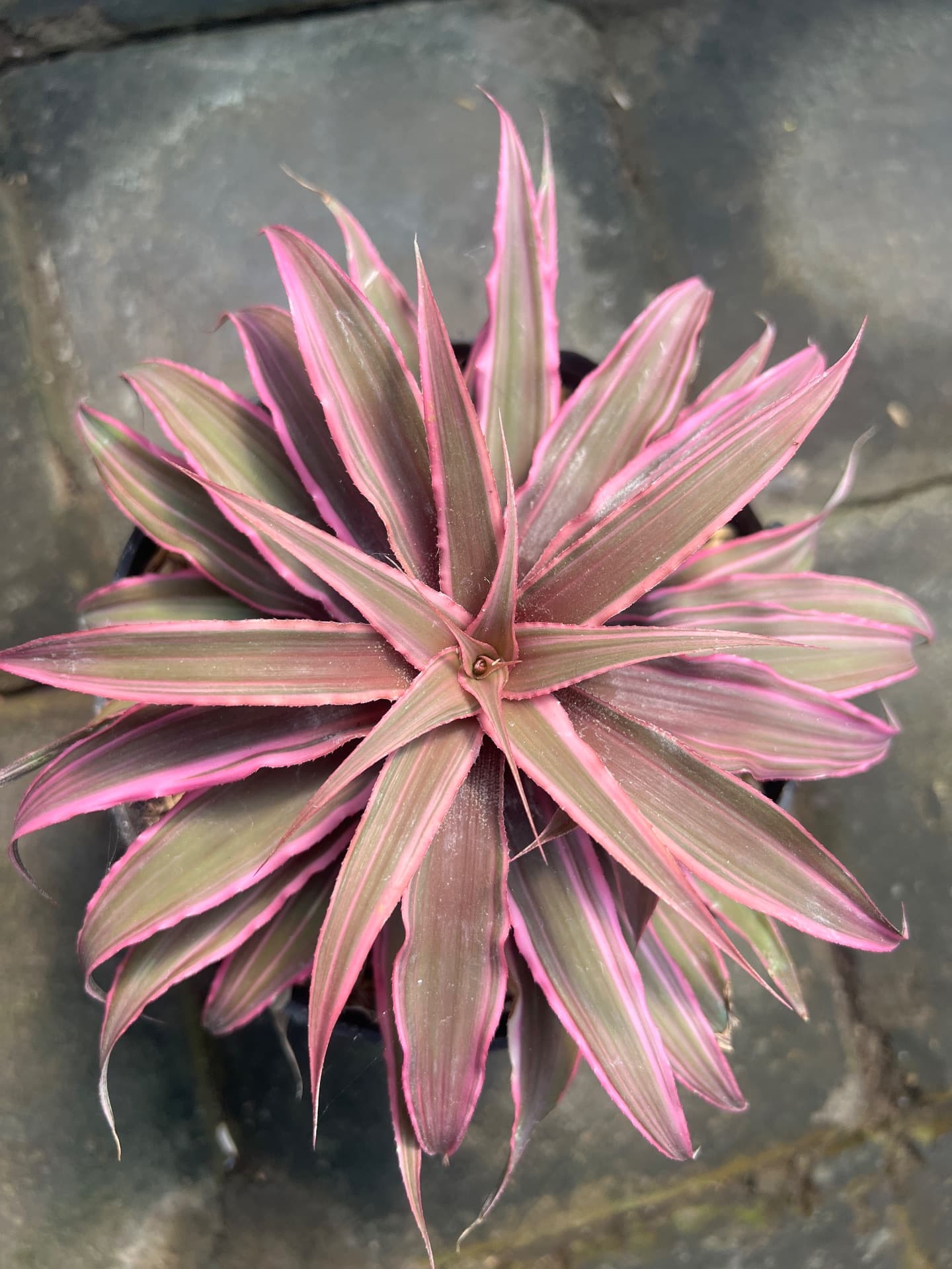 Bromelia tristantus (1/2)