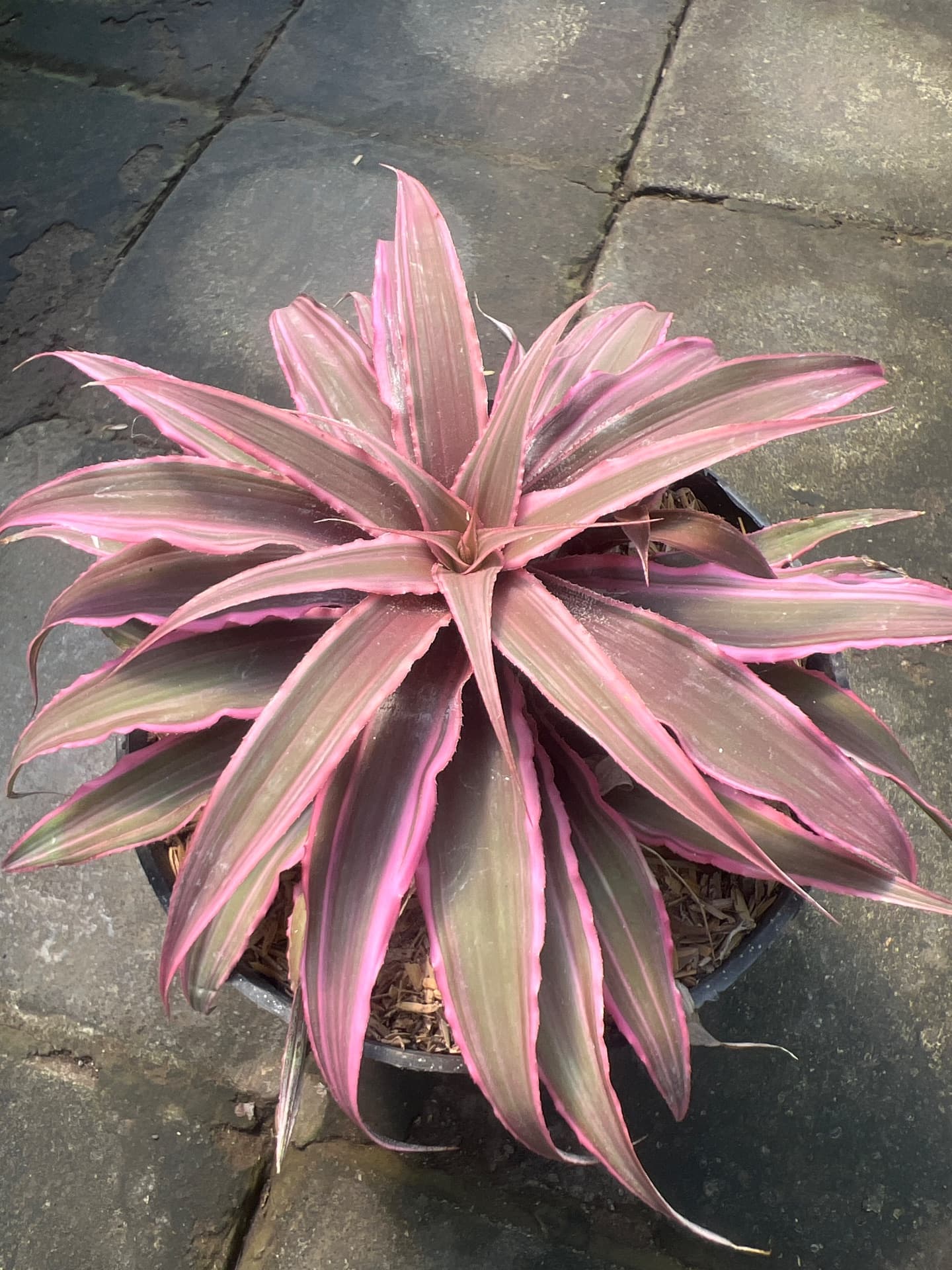 Bromelia tristantus — фото 1