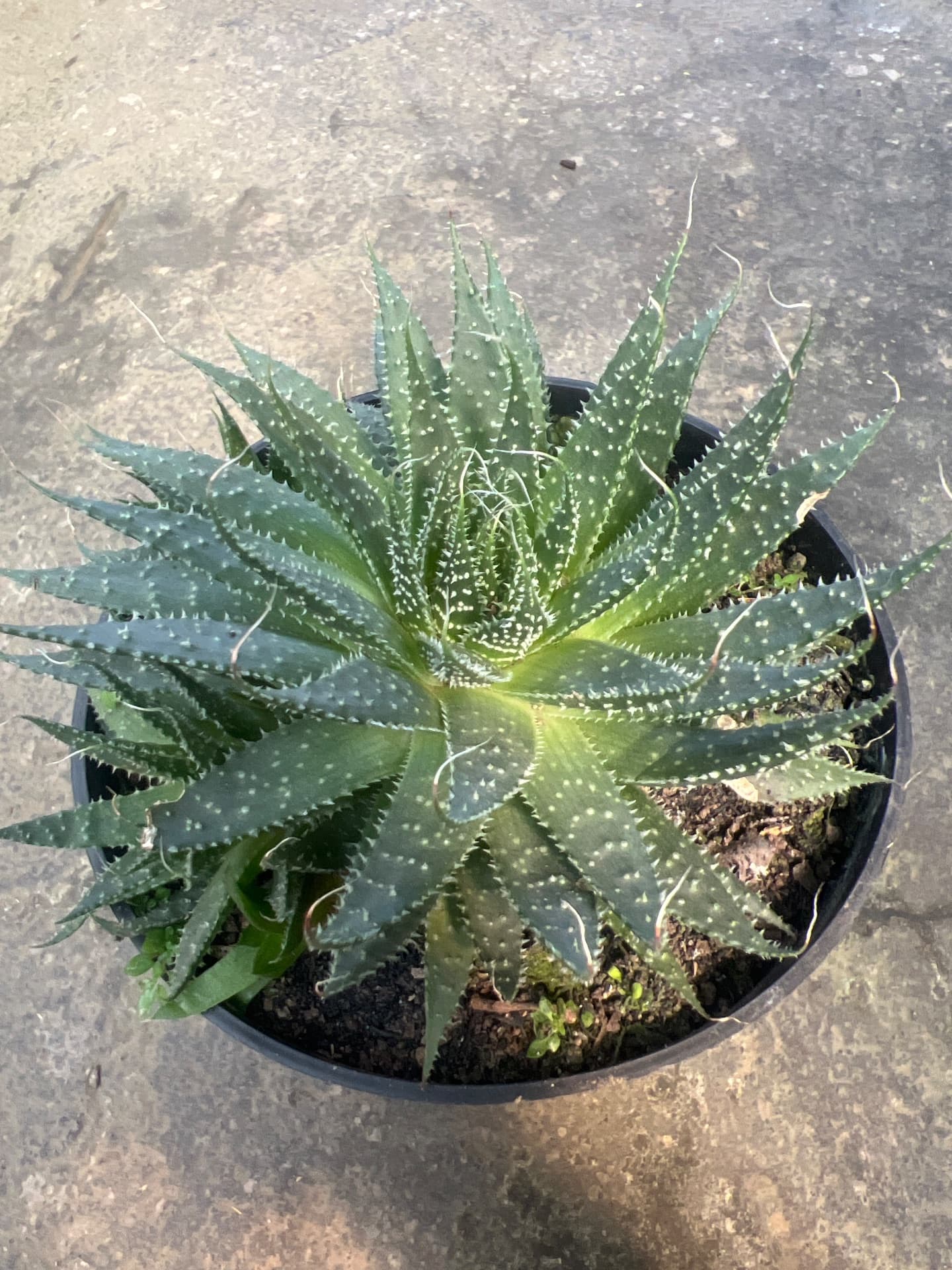 Hawortia — photo 1