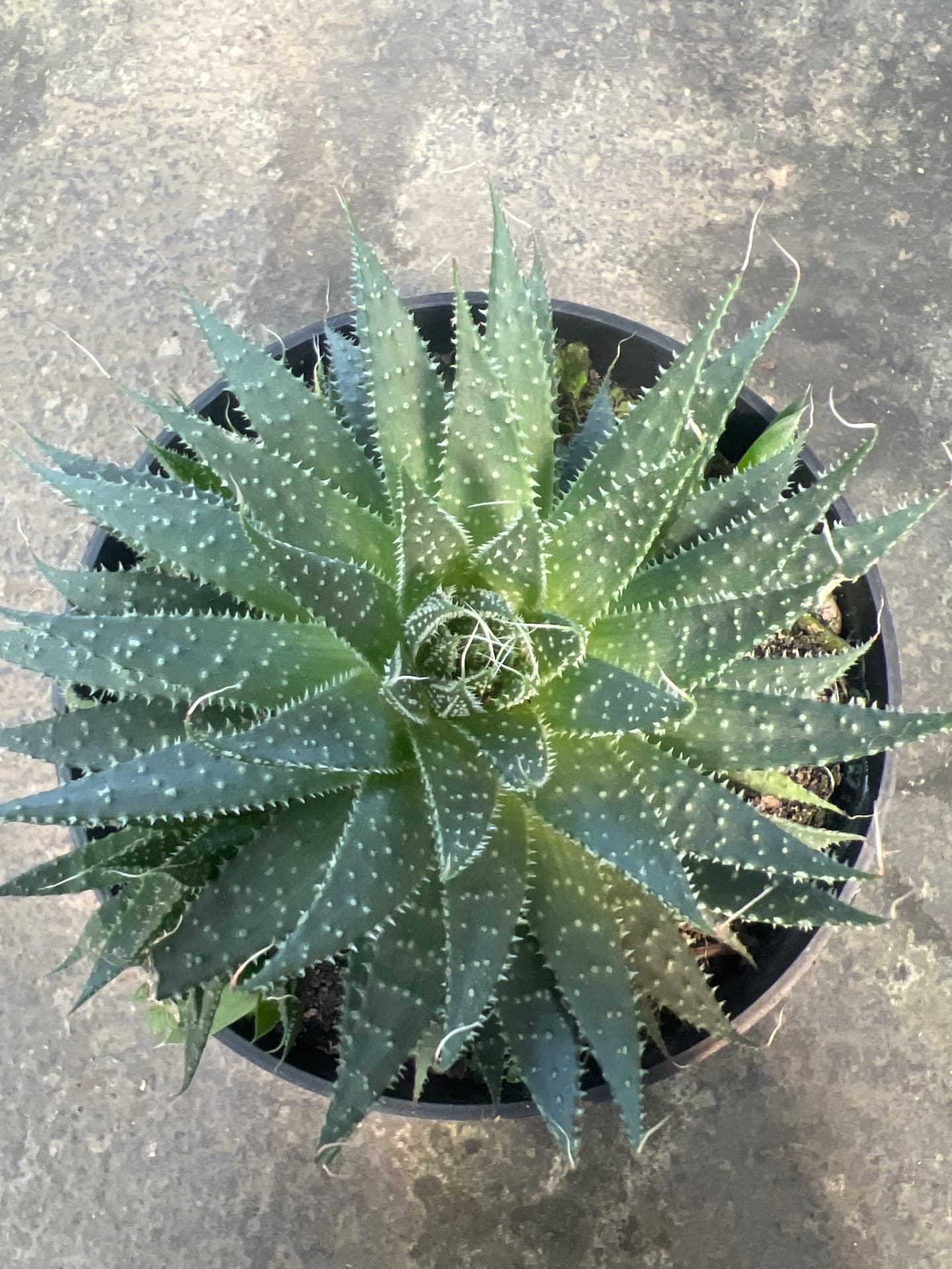 Hawortia (1/2)