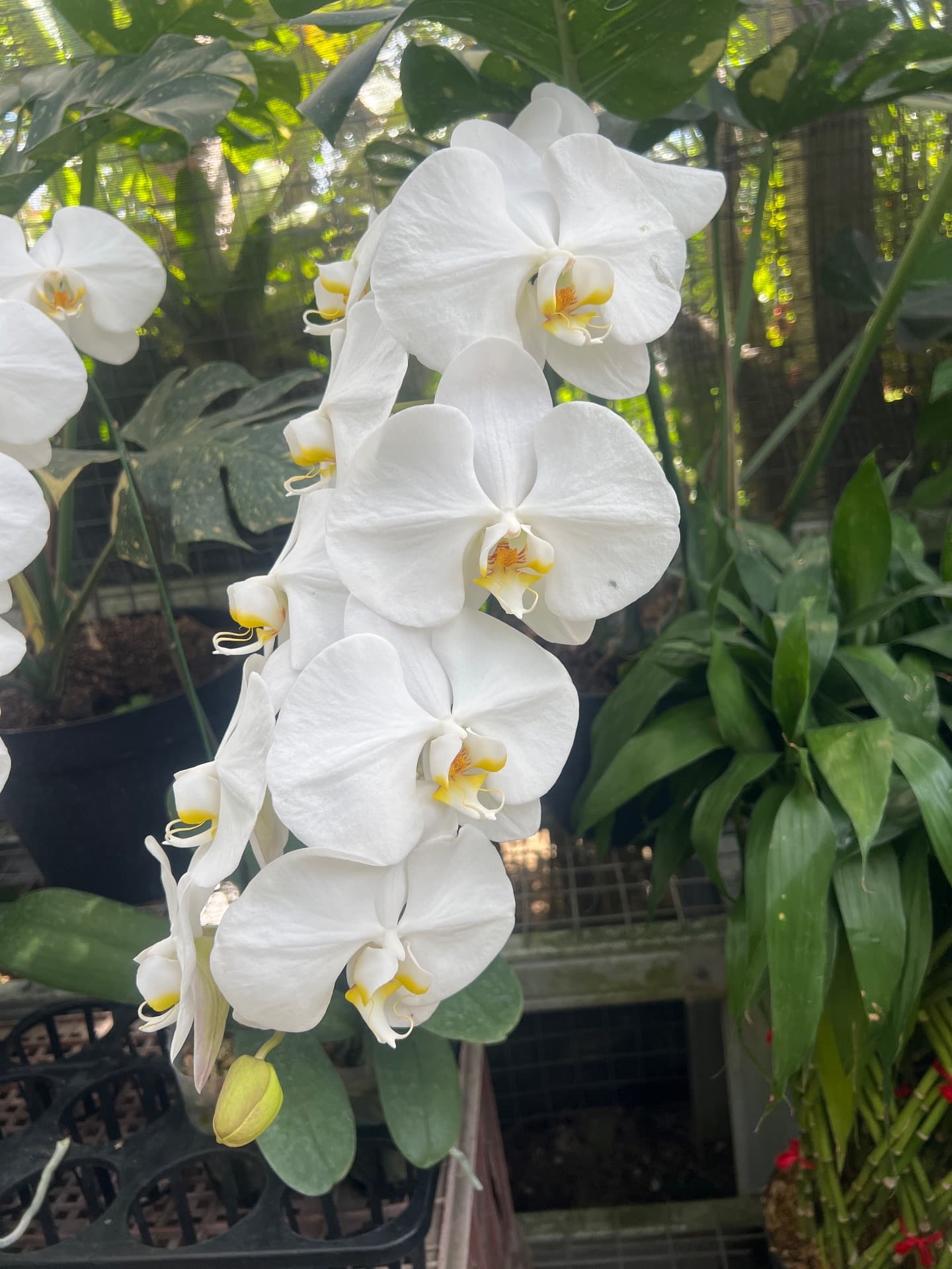 White moon orchid — photo 1
