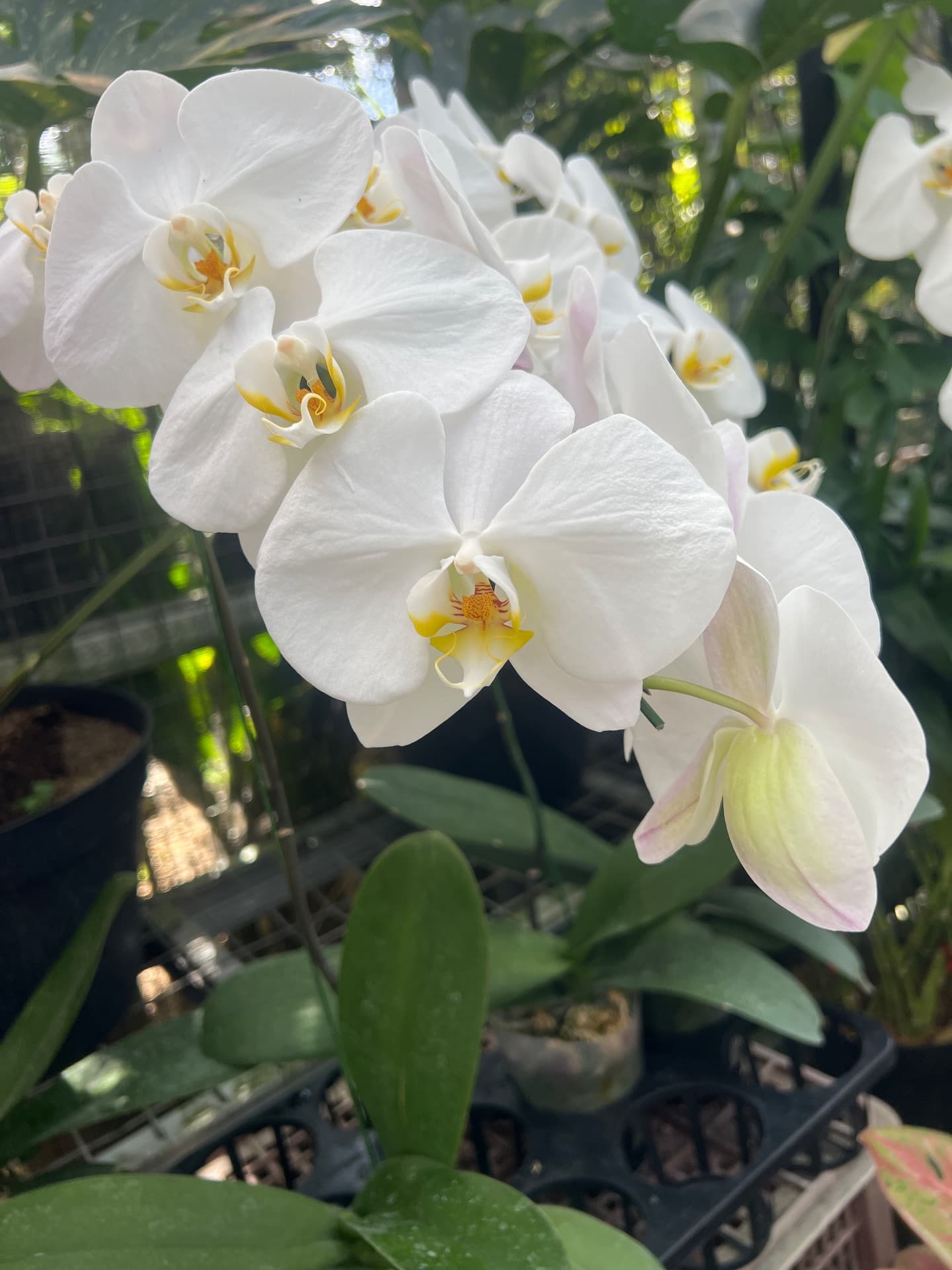 Orchidée lune blanche (1/2)