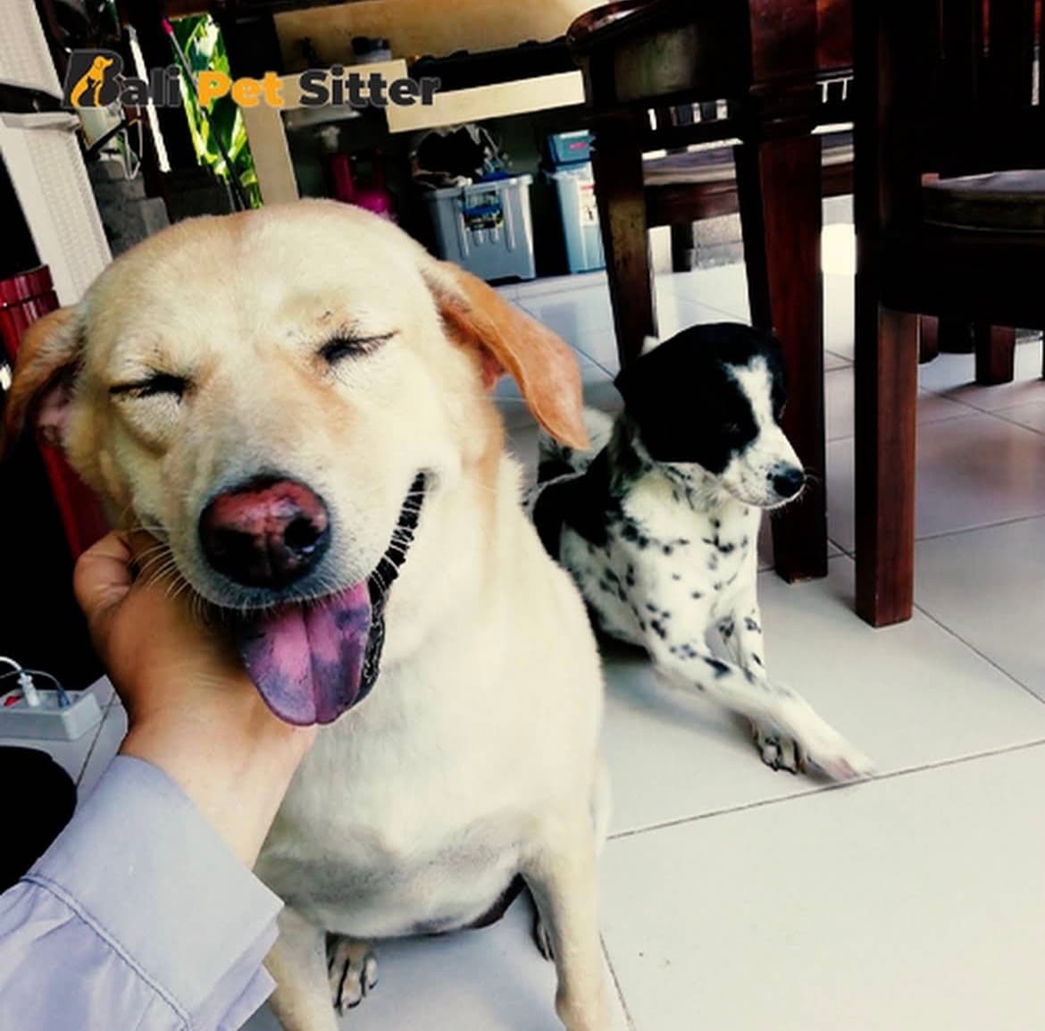 Service de Pet Sitter — photo 1