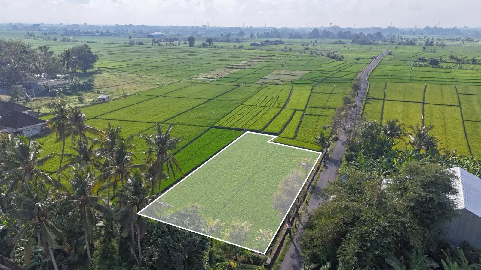 Tanah Ramie – Leasehold 16,5 Are dengan Pemandangan Sawah (1/7)