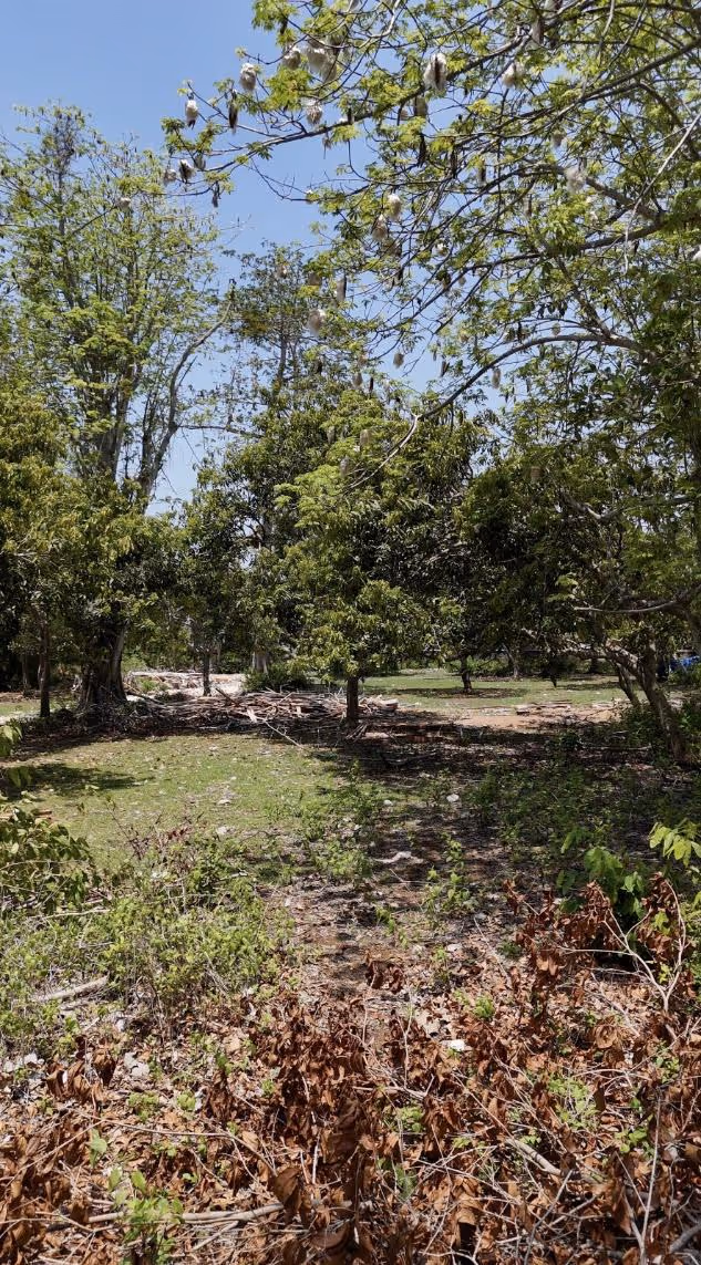 Balangan Grove Estate – Split-Ready 60 Are Leasehold in Balangan (1/8)