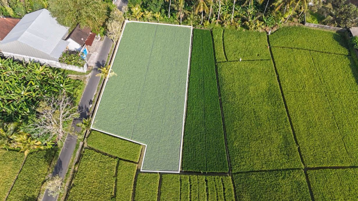 Tanah Ramie – Leasehold 16,5 Are dengan Pemandangan Sawah (1/7)