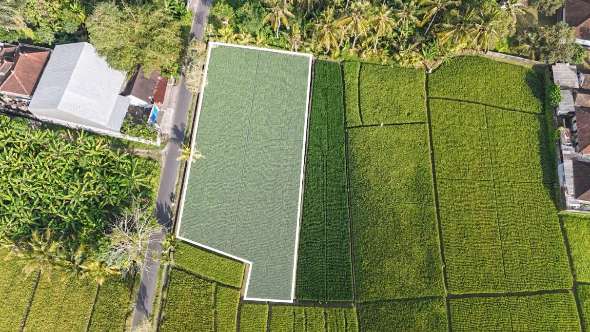 Tanah Ramie – Leasehold 16,5 Are dengan Pemandangan Sawah — foto 1