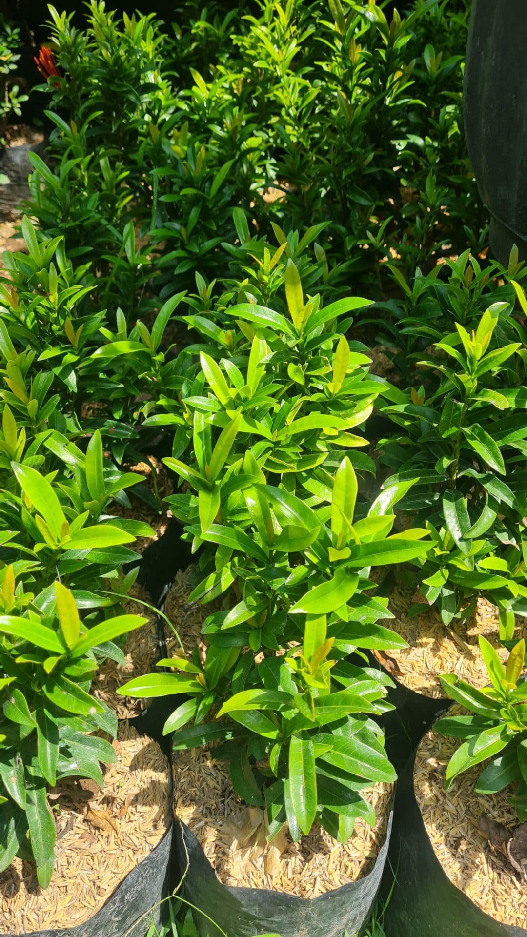 Green Asoka Plant – Ornamental Plant for Garden & Fence (1/2)