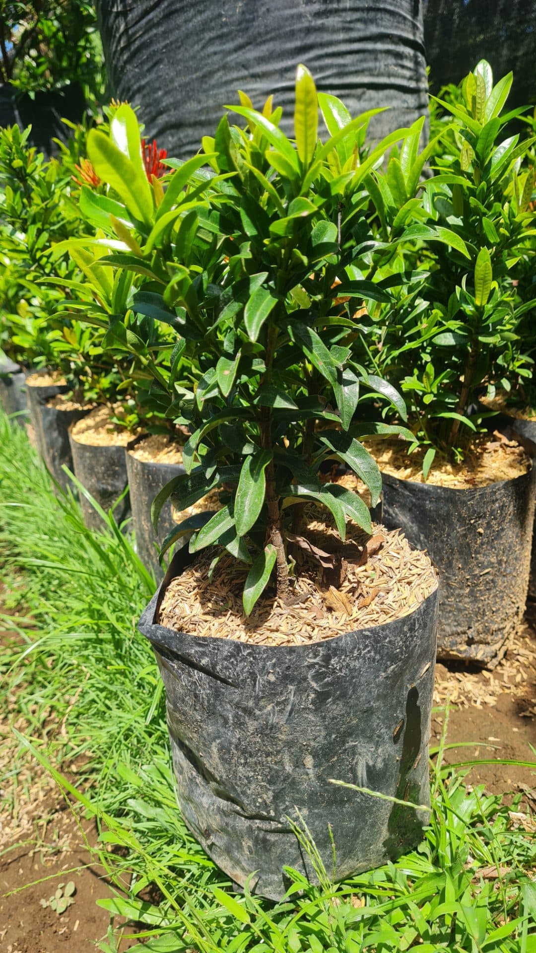 Green Asoka Plant – Ornamental Plant for Garden & Fence (1/2)