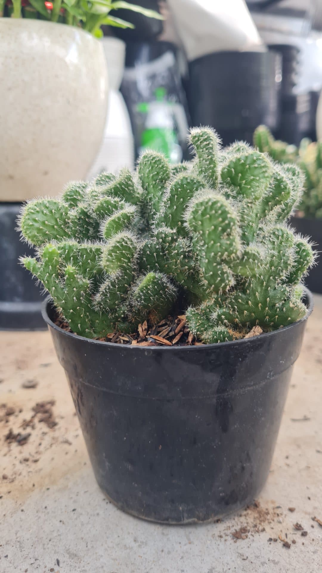 Unique Ornamental Cactus – Green Cluster for Home Decoration