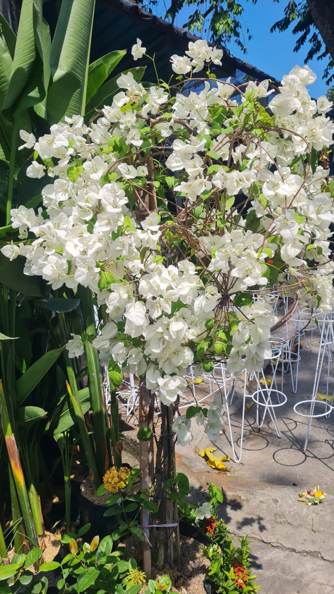 Bougenville Putih Rimbun – Premium Ornamental Plant Ready to Display