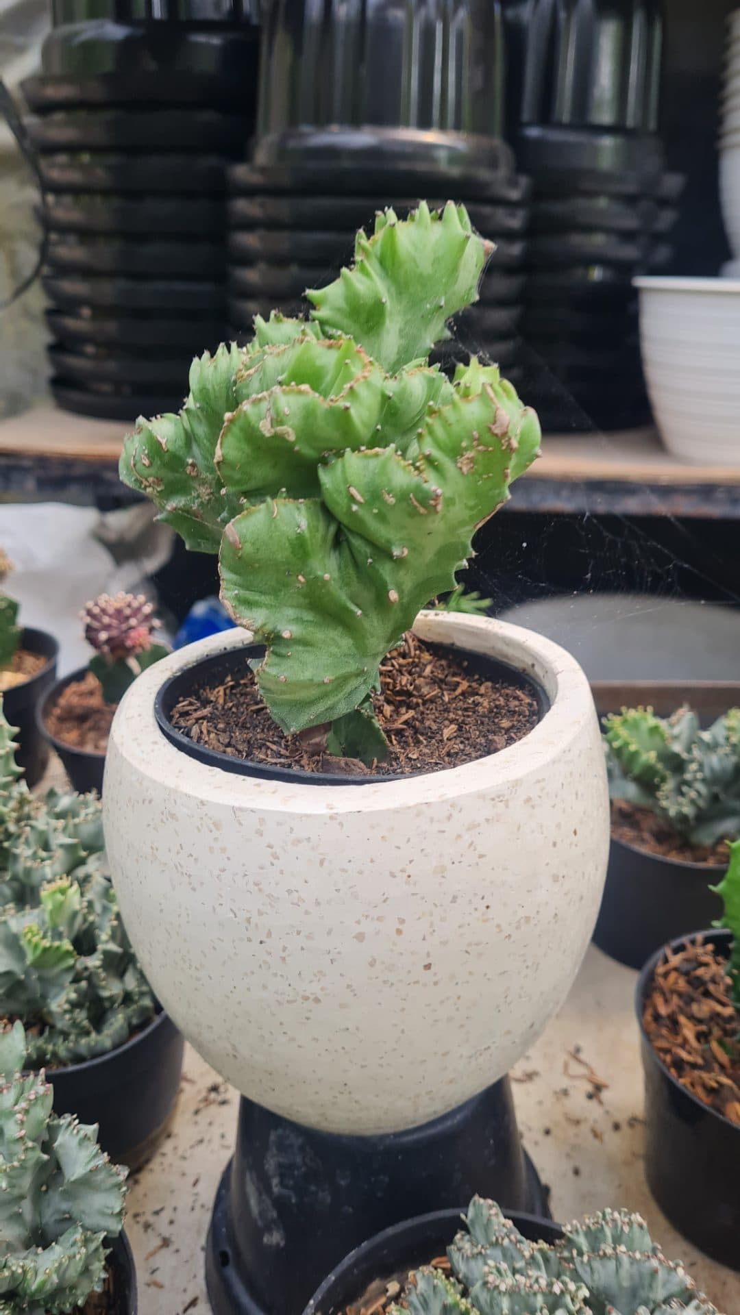 Unique Cristata Cactus with Terrazzo Pot