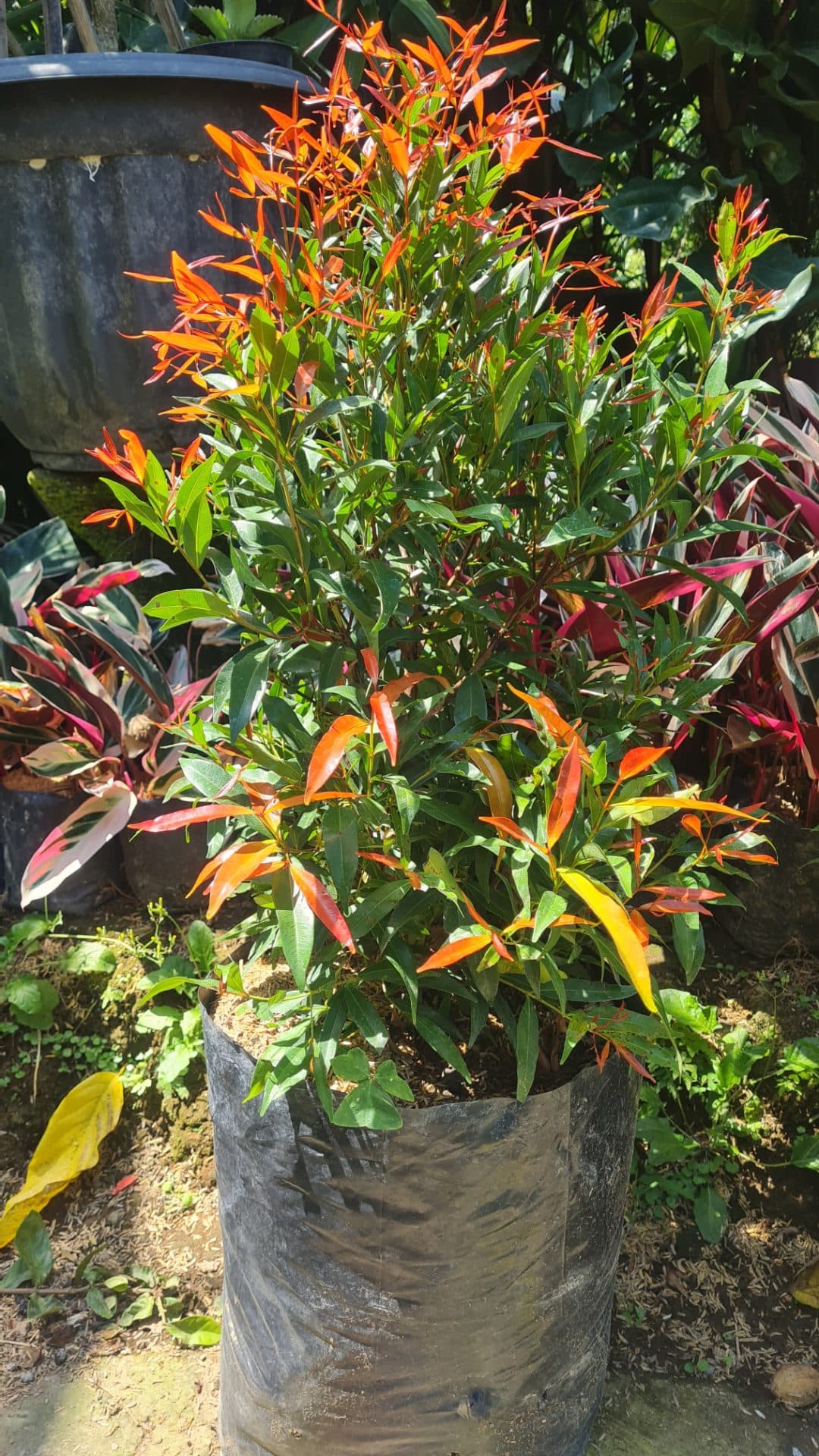 Lush Red-Tip Plants – Outdoor Ornamental Plant (1/3)