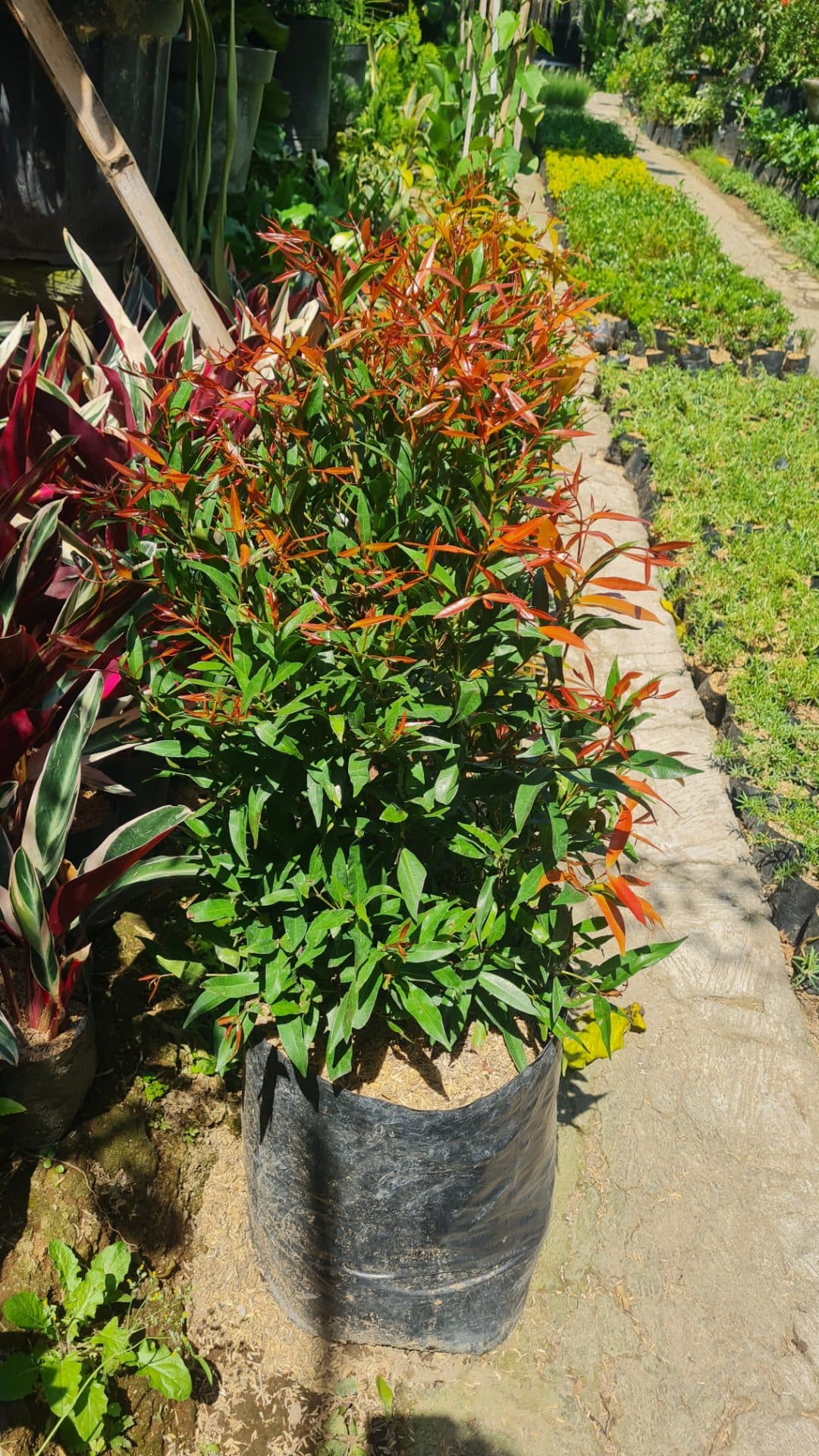 Lush Red-Tip Plants – Outdoor Ornamental Plant (1/3)