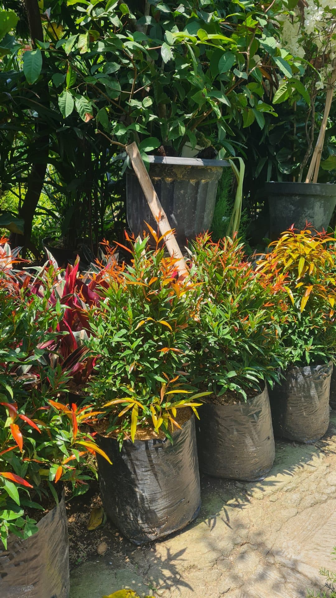 Lush Red-Tip Plants – Outdoor Ornamental Plant (1/3)