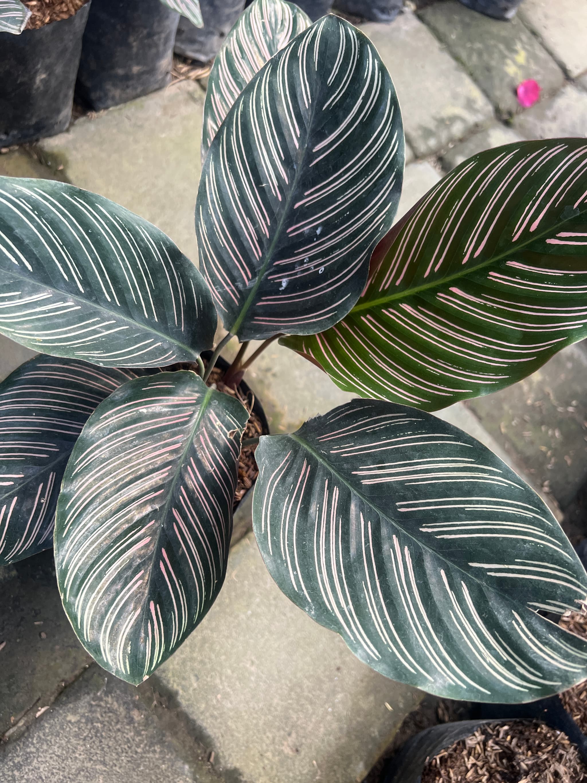 Calathea batik (1/3)