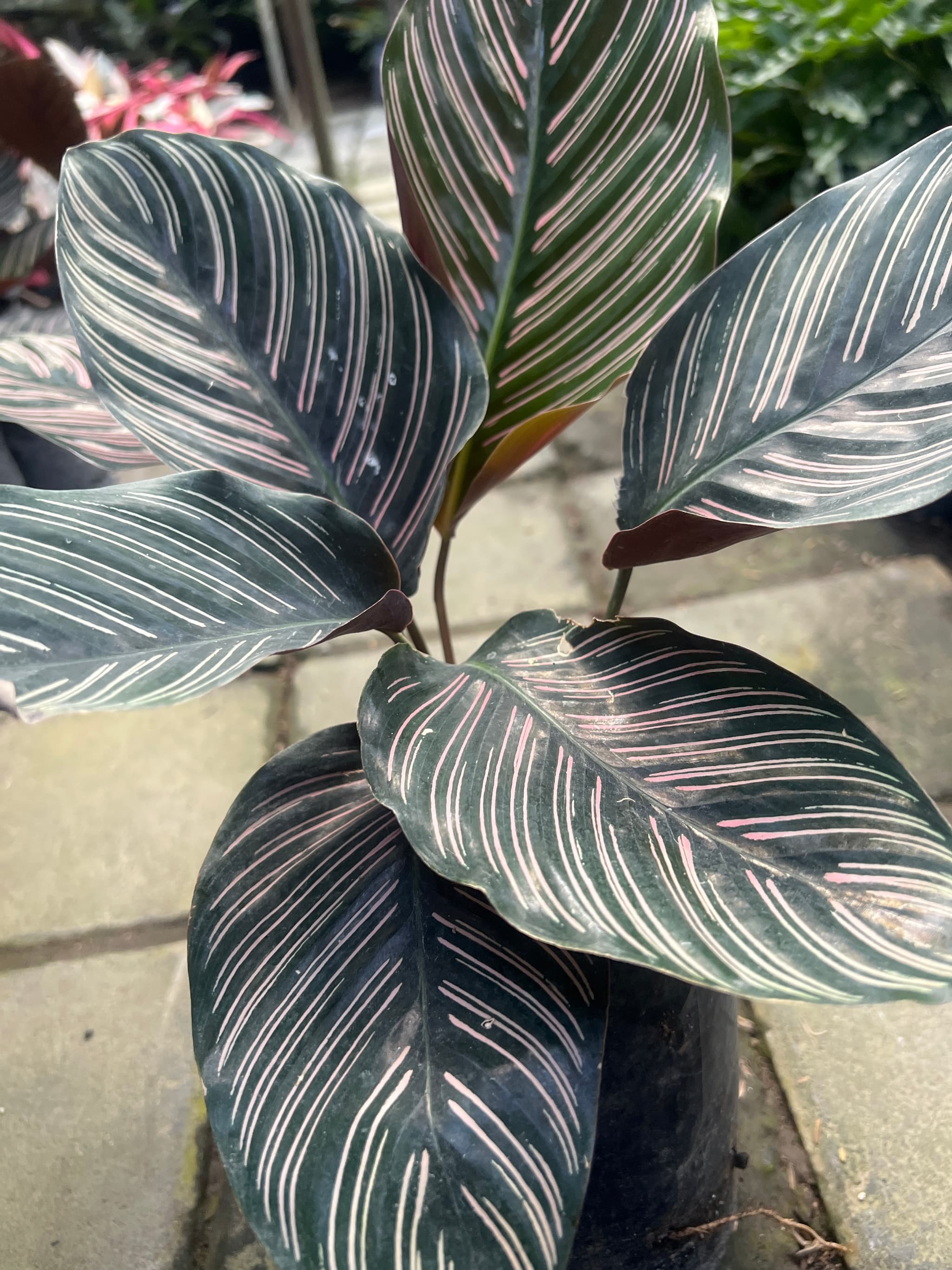 Calathea batik (1/3)