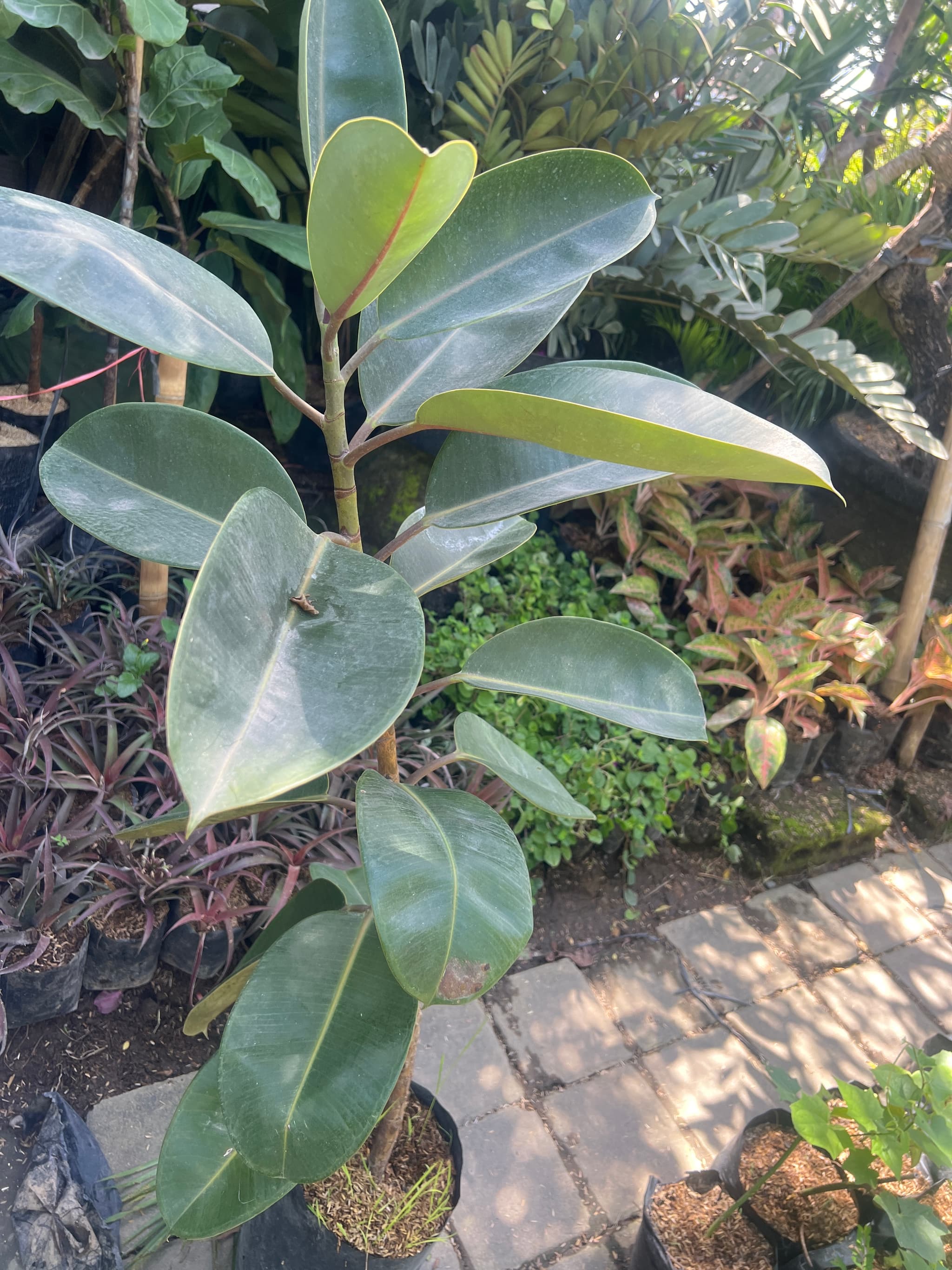 Plante caoutchouc kebo (1/3)