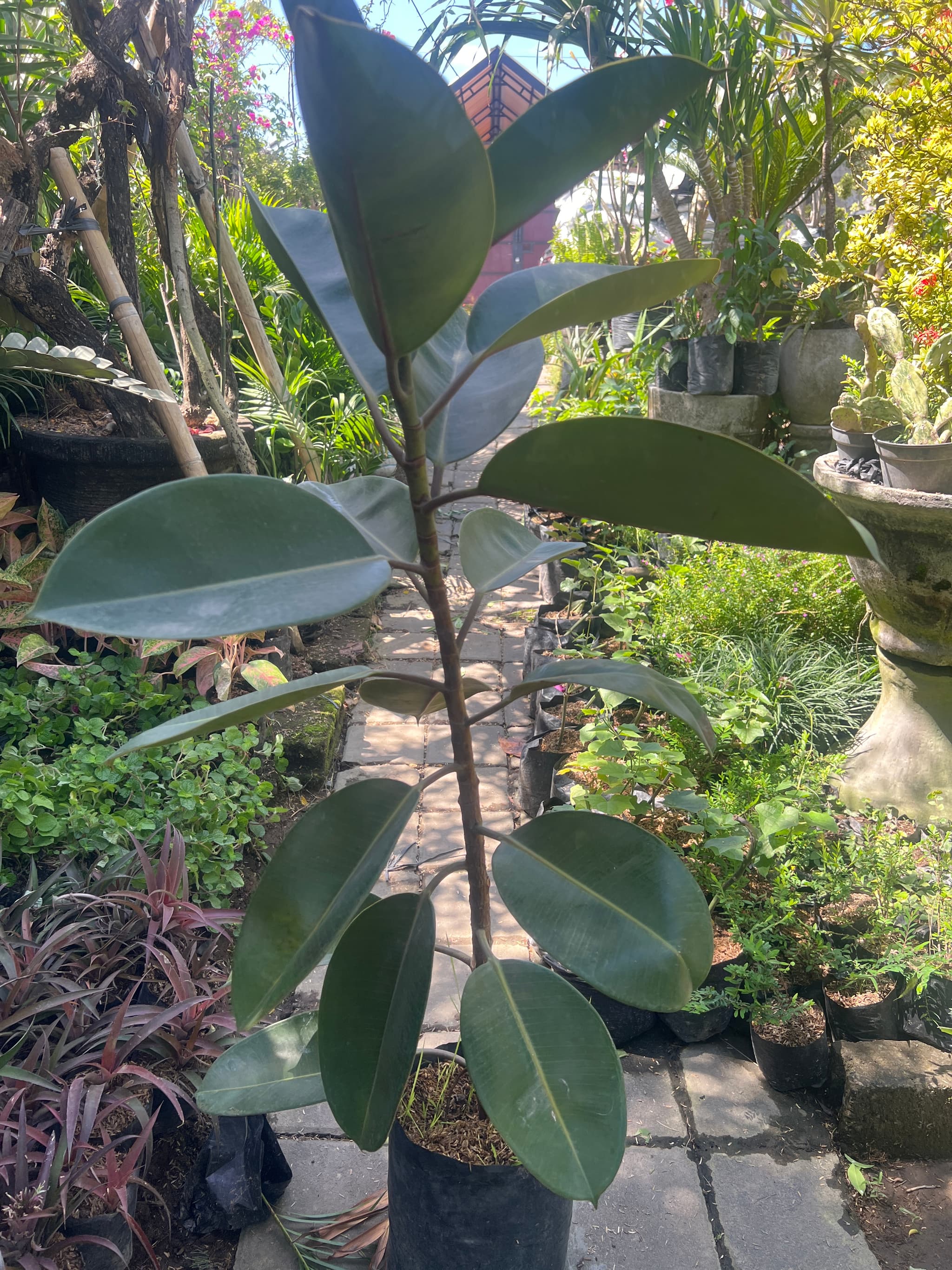Kebo rubber plant — photo 1