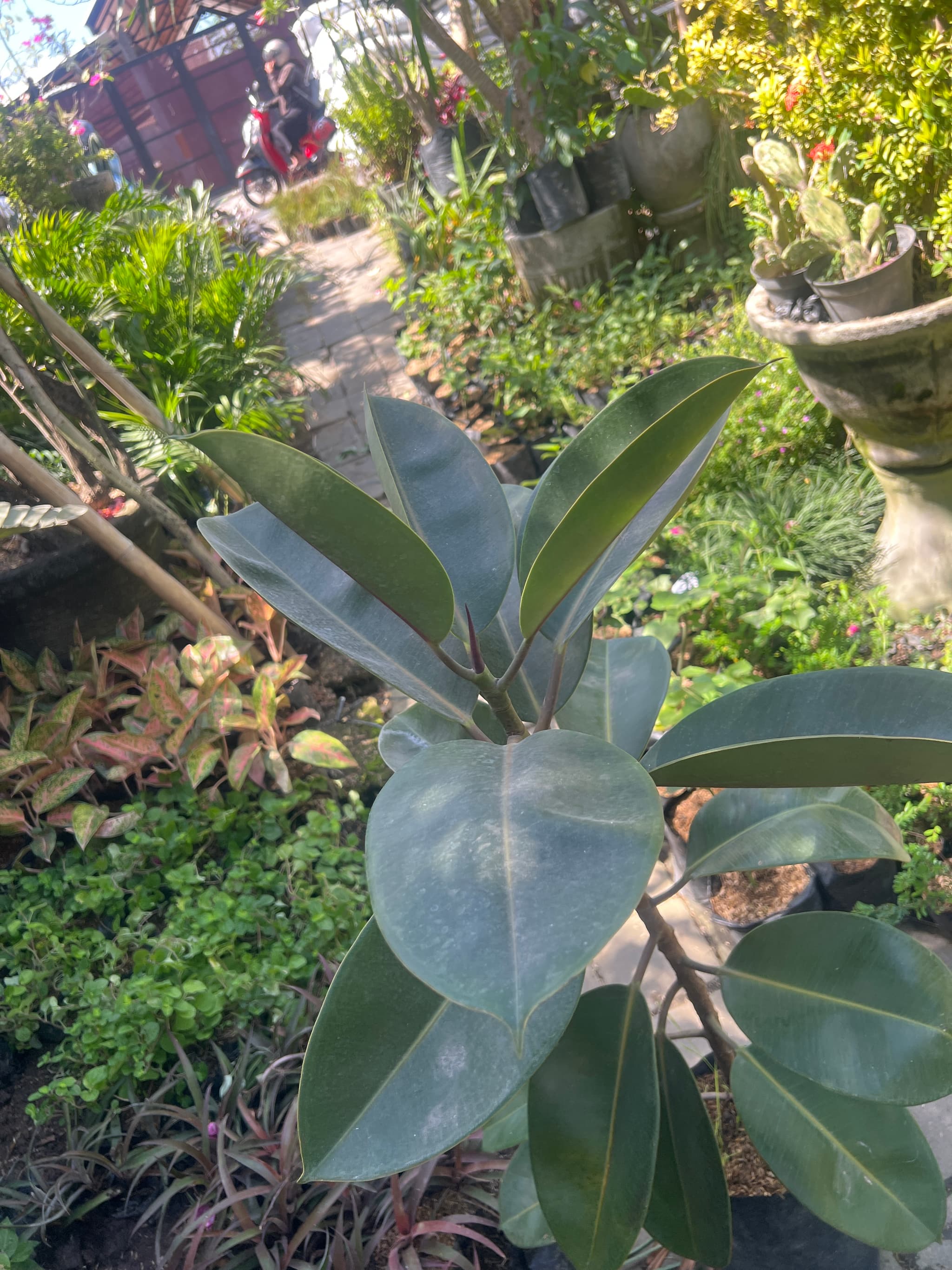 Plante caoutchouc kebo (1/3)