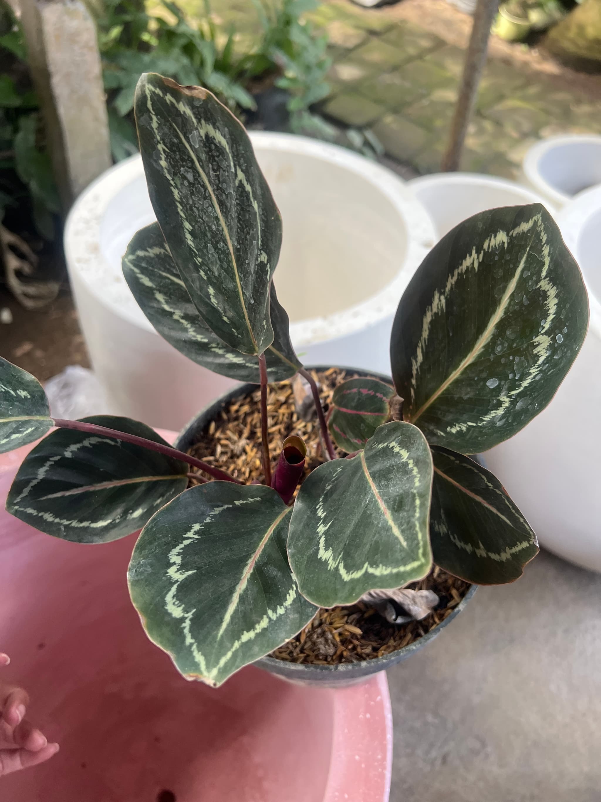 Calathea — photo 1