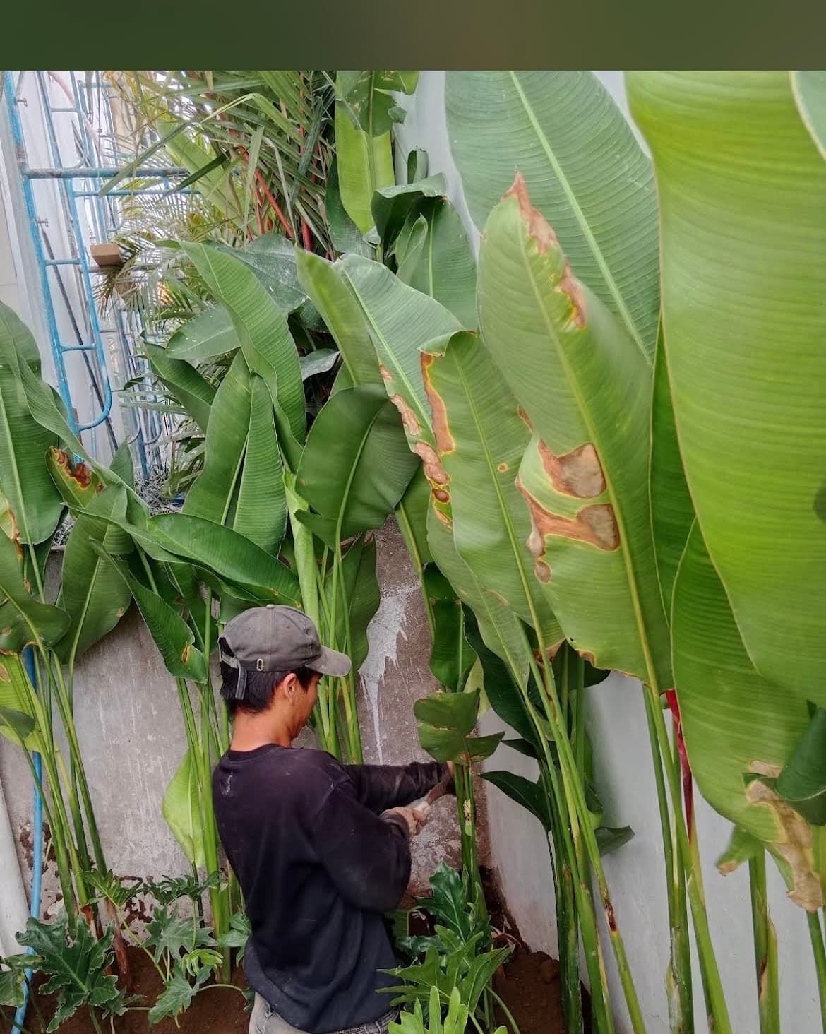 Pak Muji – Services de Jardinier & Entretien de Jardin (1/3)